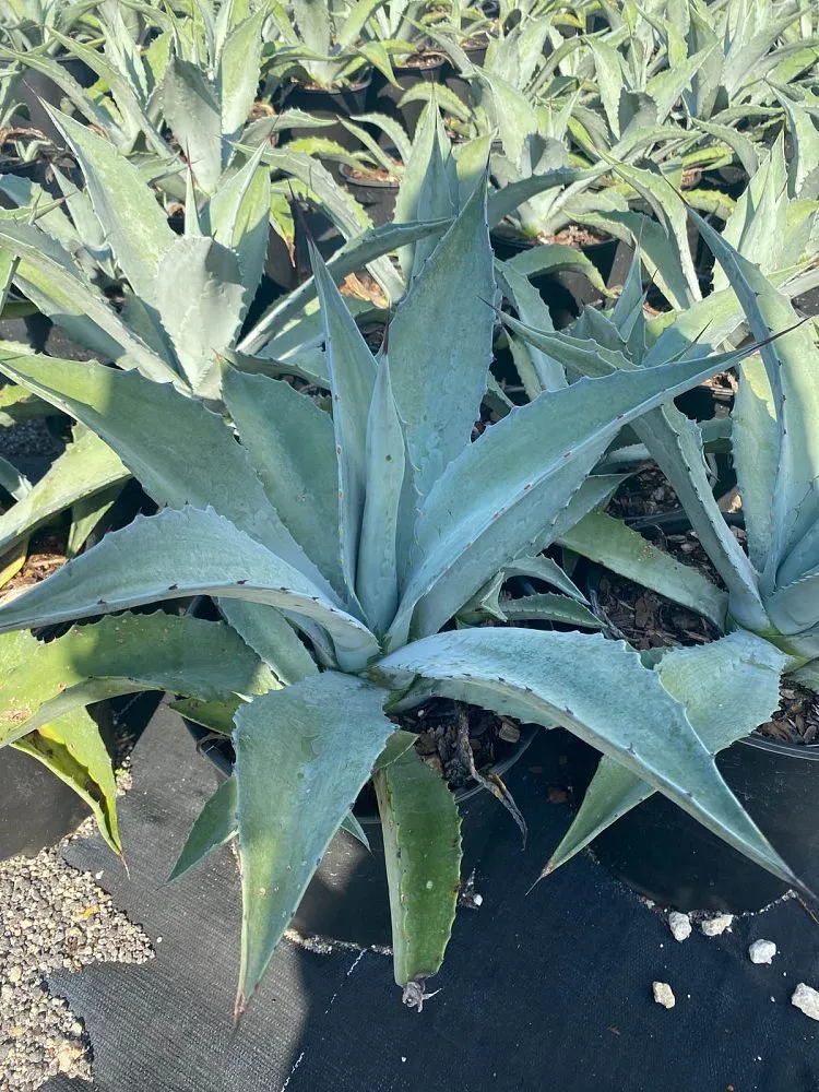 Agave Americana Amarillo Century Plant - Image 6