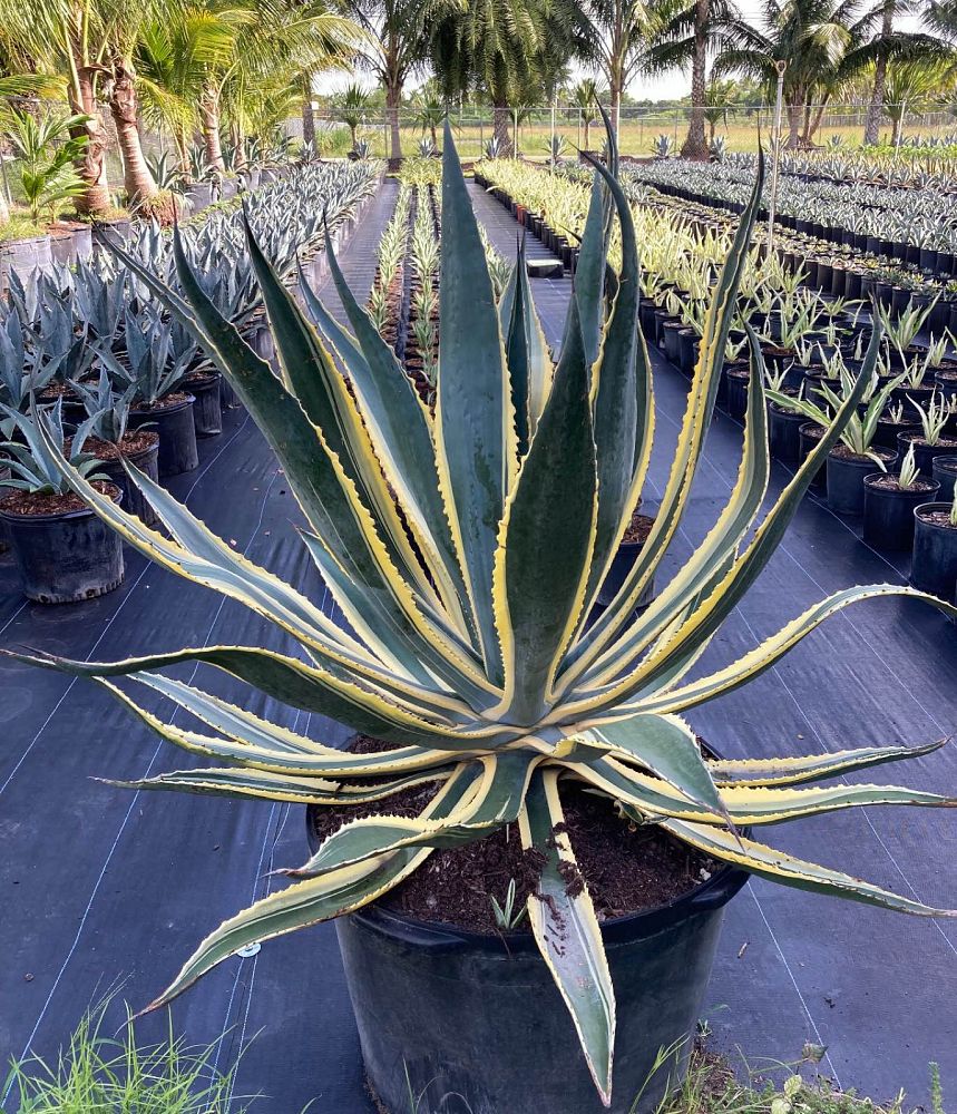 Agave Americana Marginata, Century Plant - Image 2