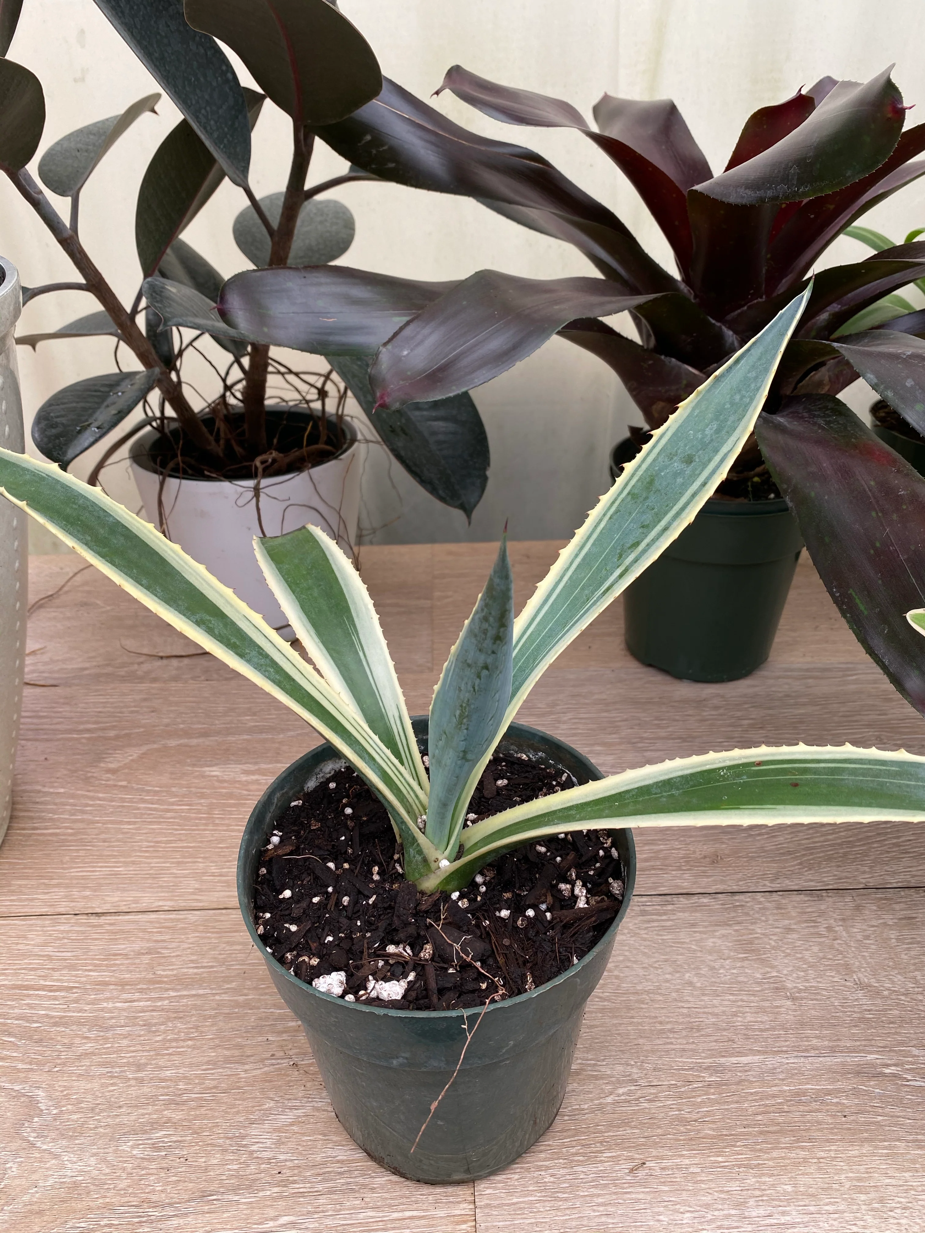 Agave Americana Variegata, Century Plant - Image 5