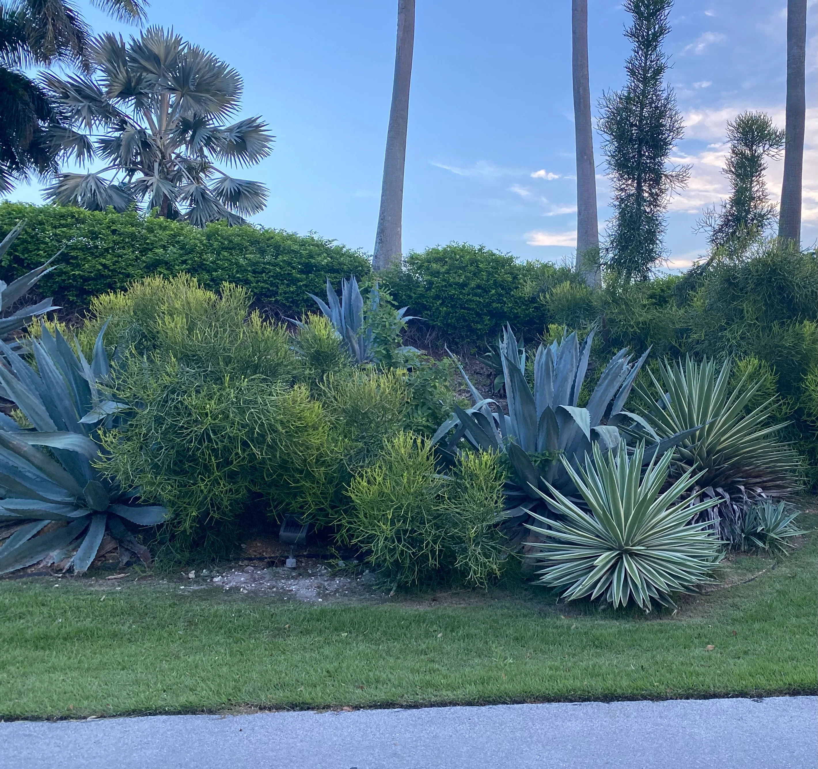 Agave Angustifolia, Caribbean Agave - Image 3