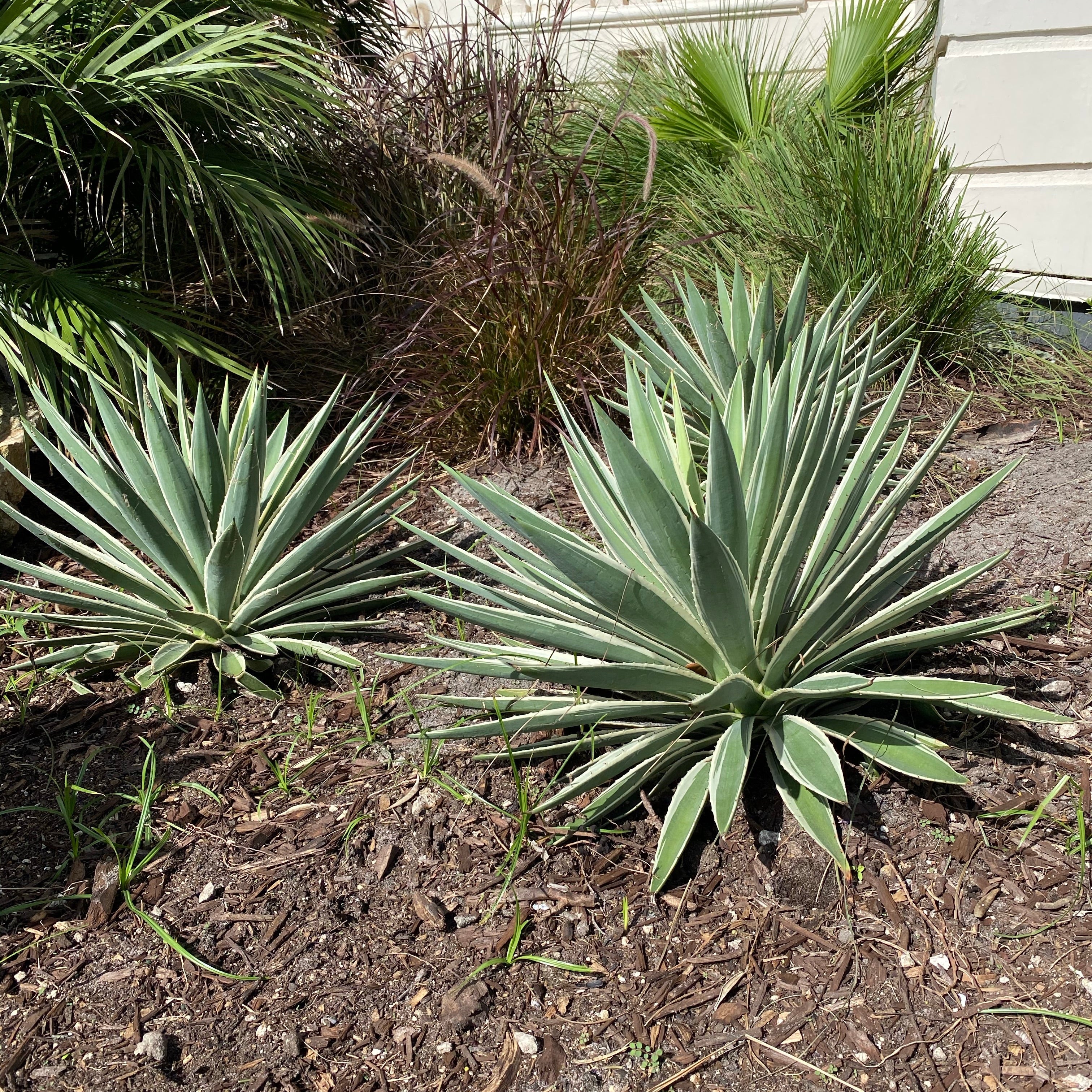 Agave Angustifolia, Caribbean Agave - Image 8
