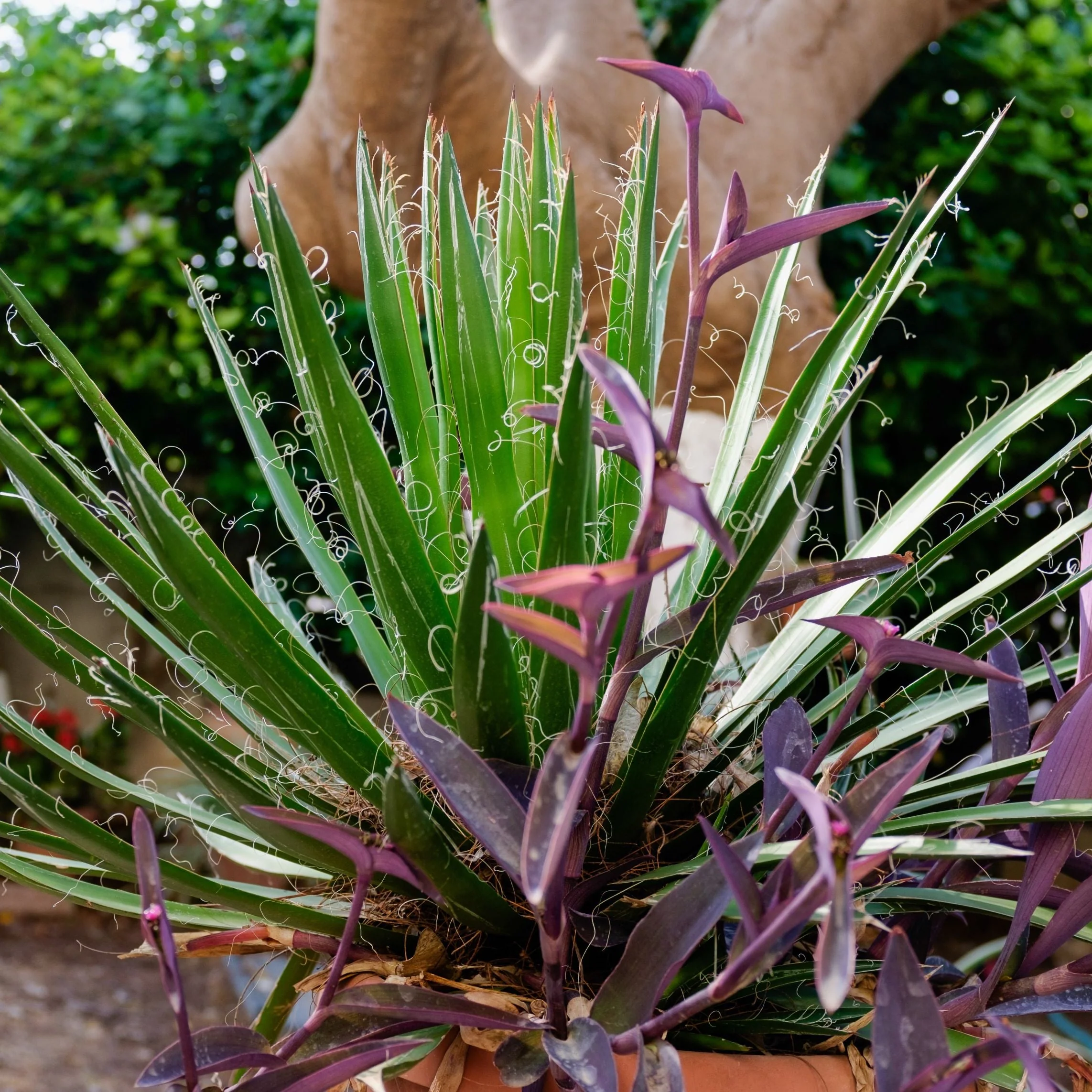 Agave Black Widow Schidigera, Century Plant