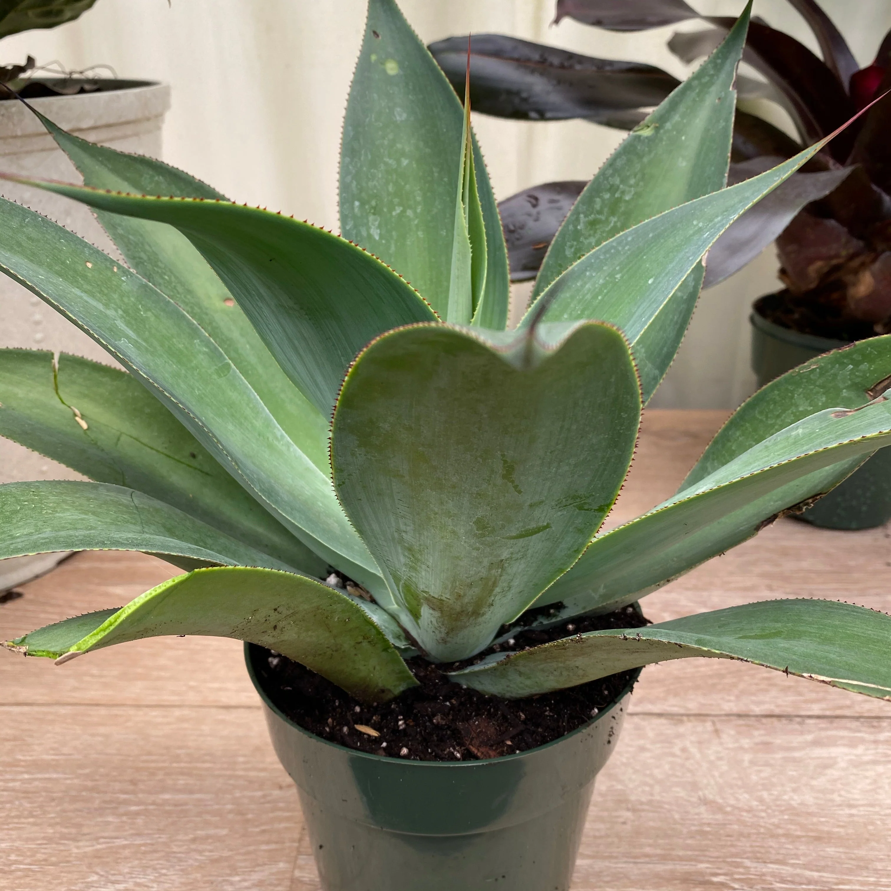 Agave Blue Flame - Image 3