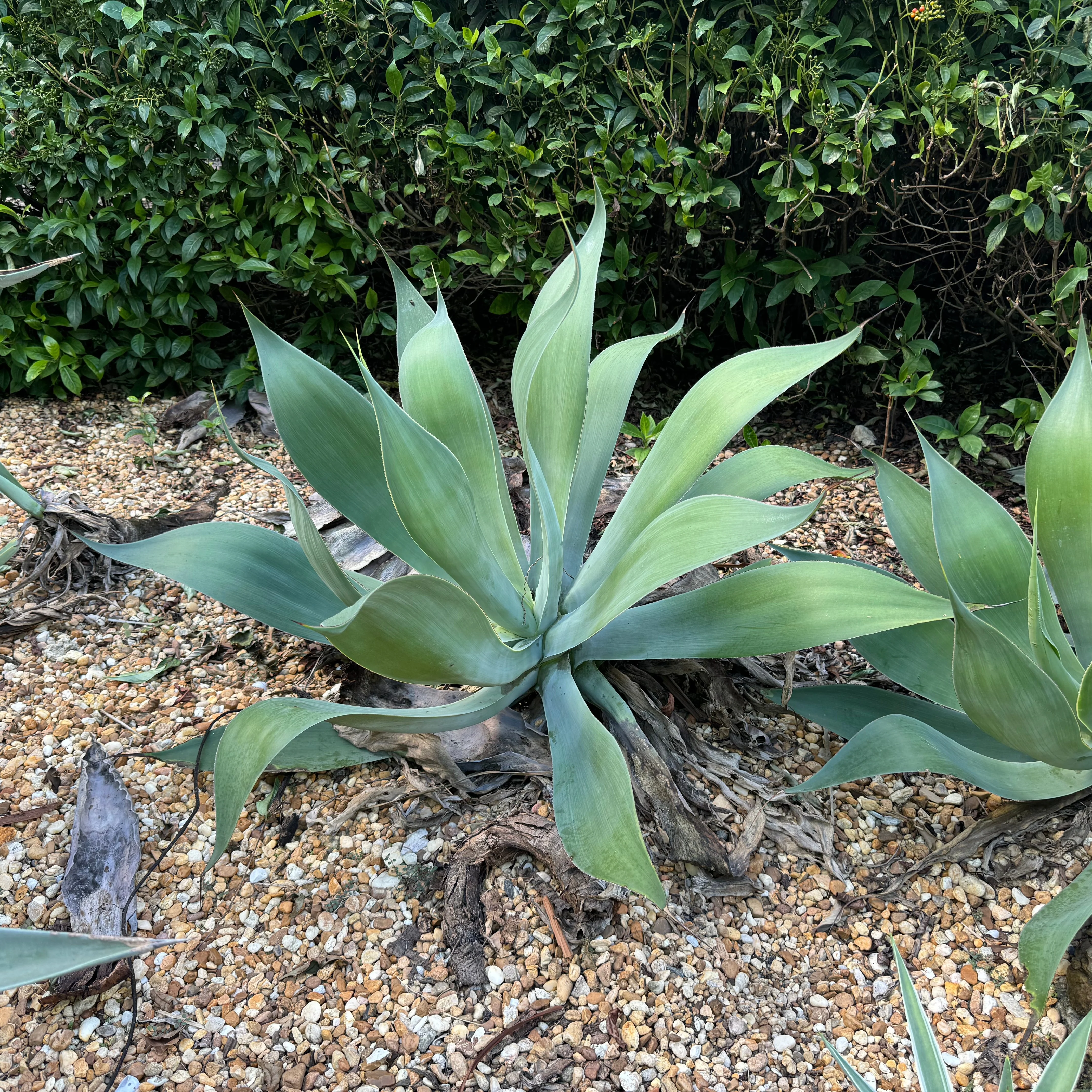 Agave Blue Flame - Image 8