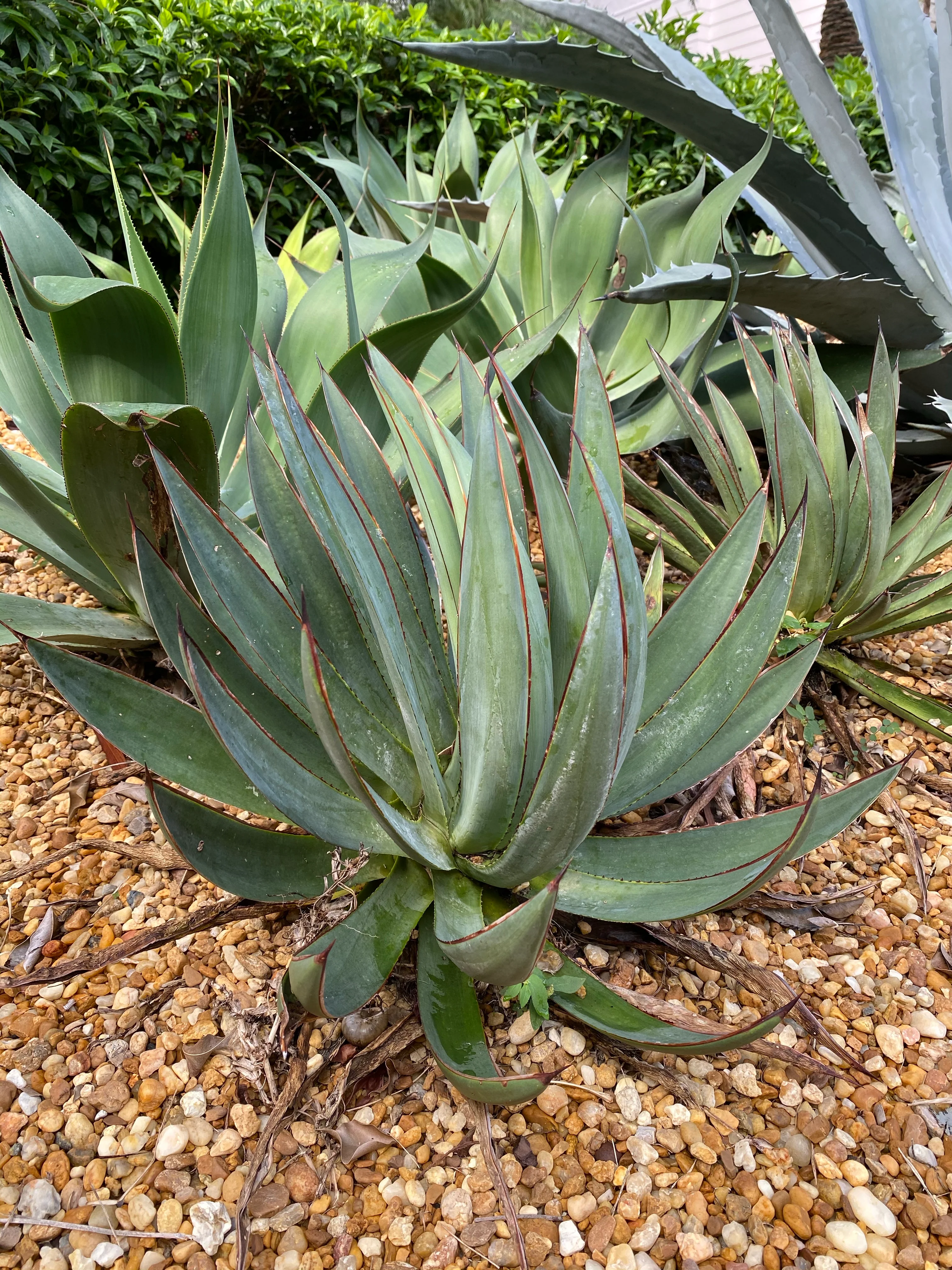 Agave Blue Glow - Image 5
