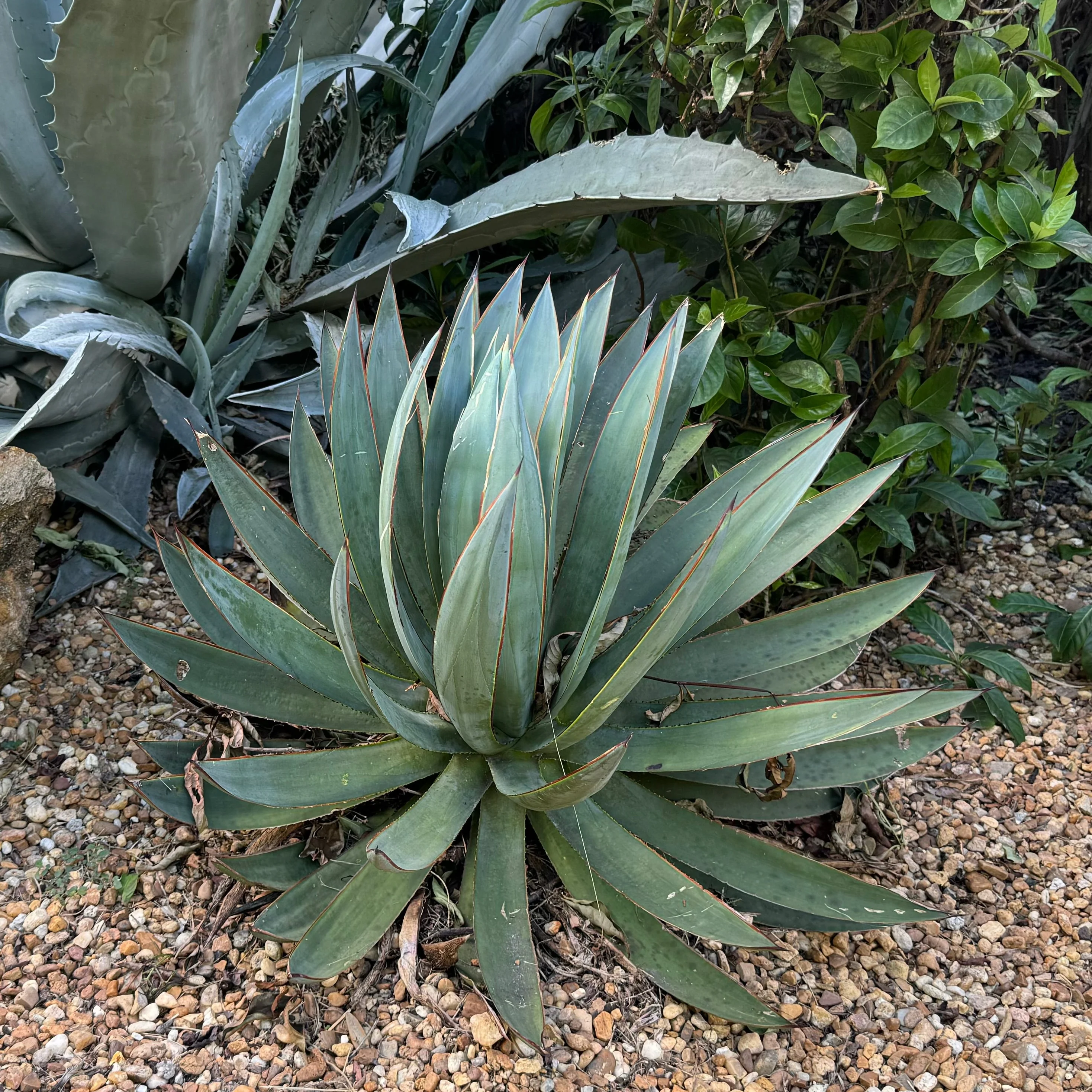 Agave Blue Glow - Image 8