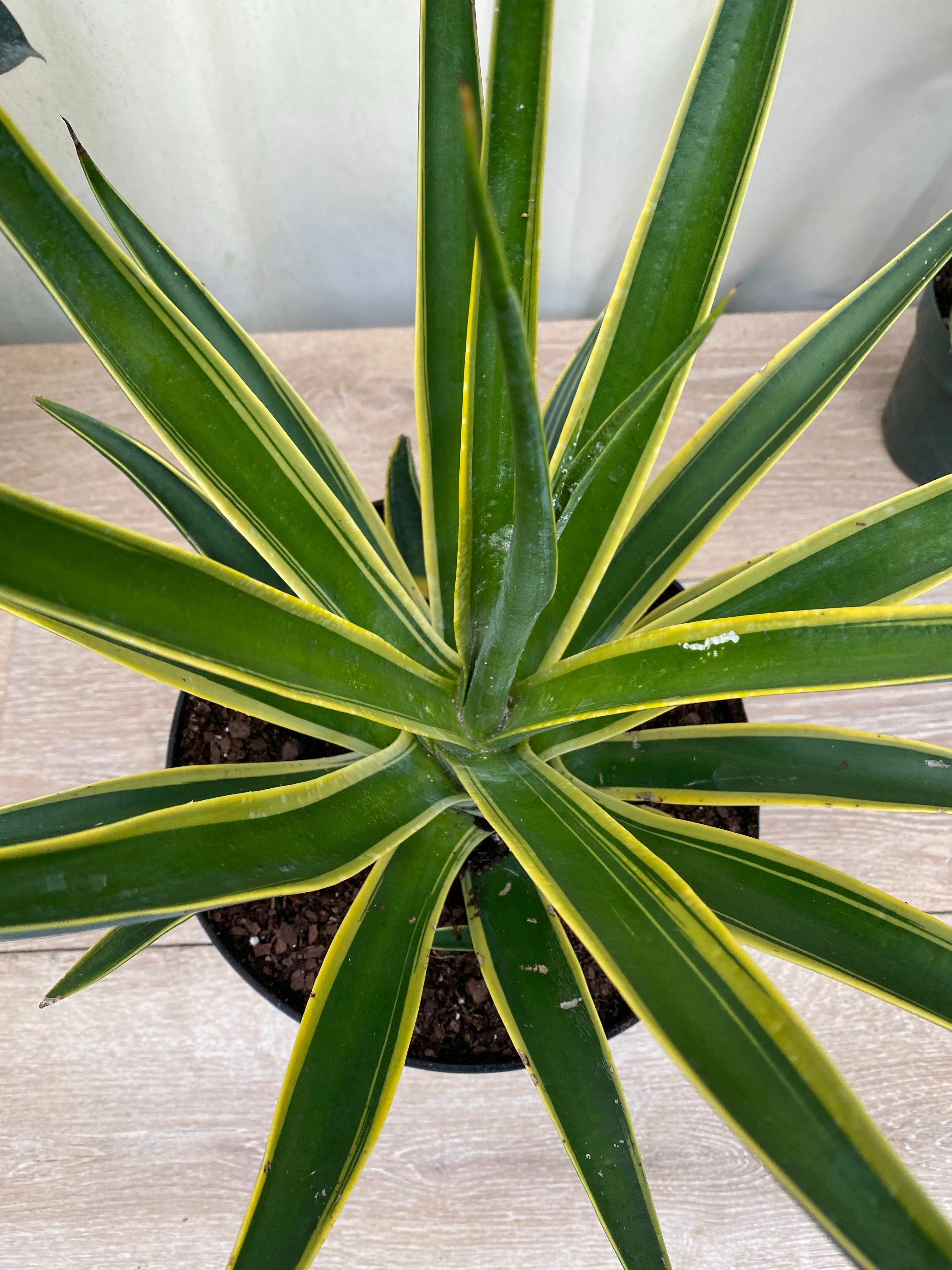Agave Desmettiana Lurida - Image 5