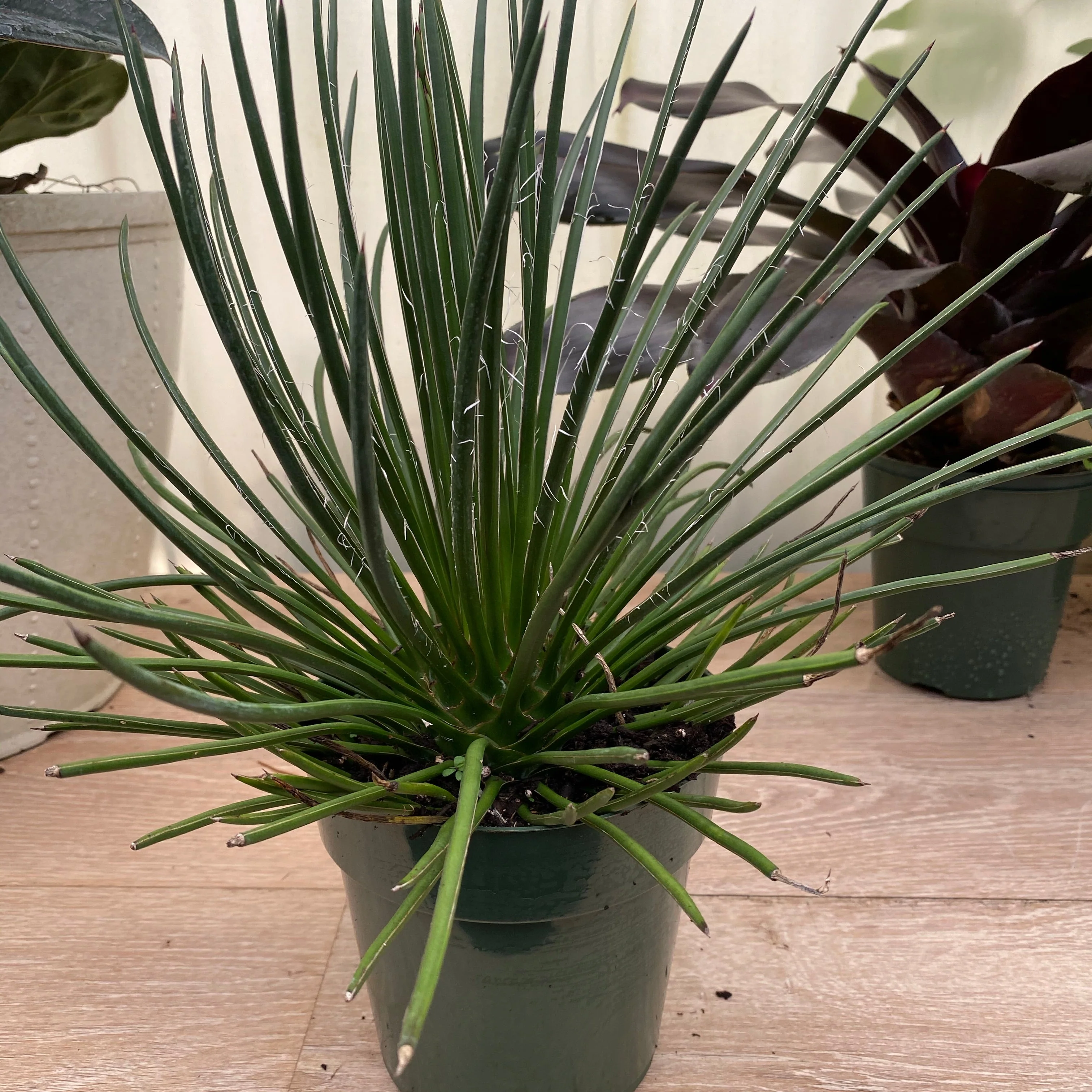Agave Geminiflora Twin Flower - Image 4