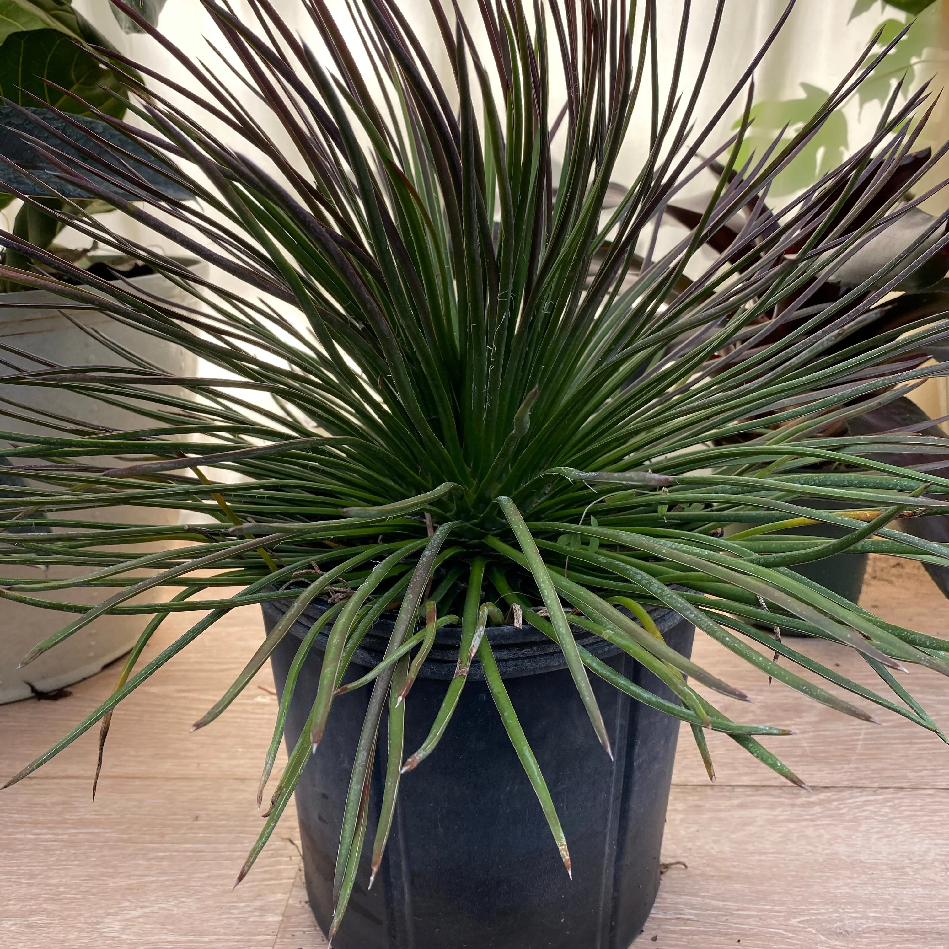 Agave Geminiflora Twin Flower - Image 7