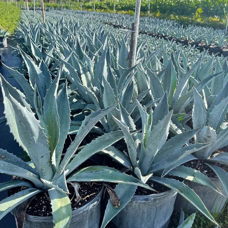Agave 'Gainesville Blue' Gator Century Agave Blue Americana - Image 7