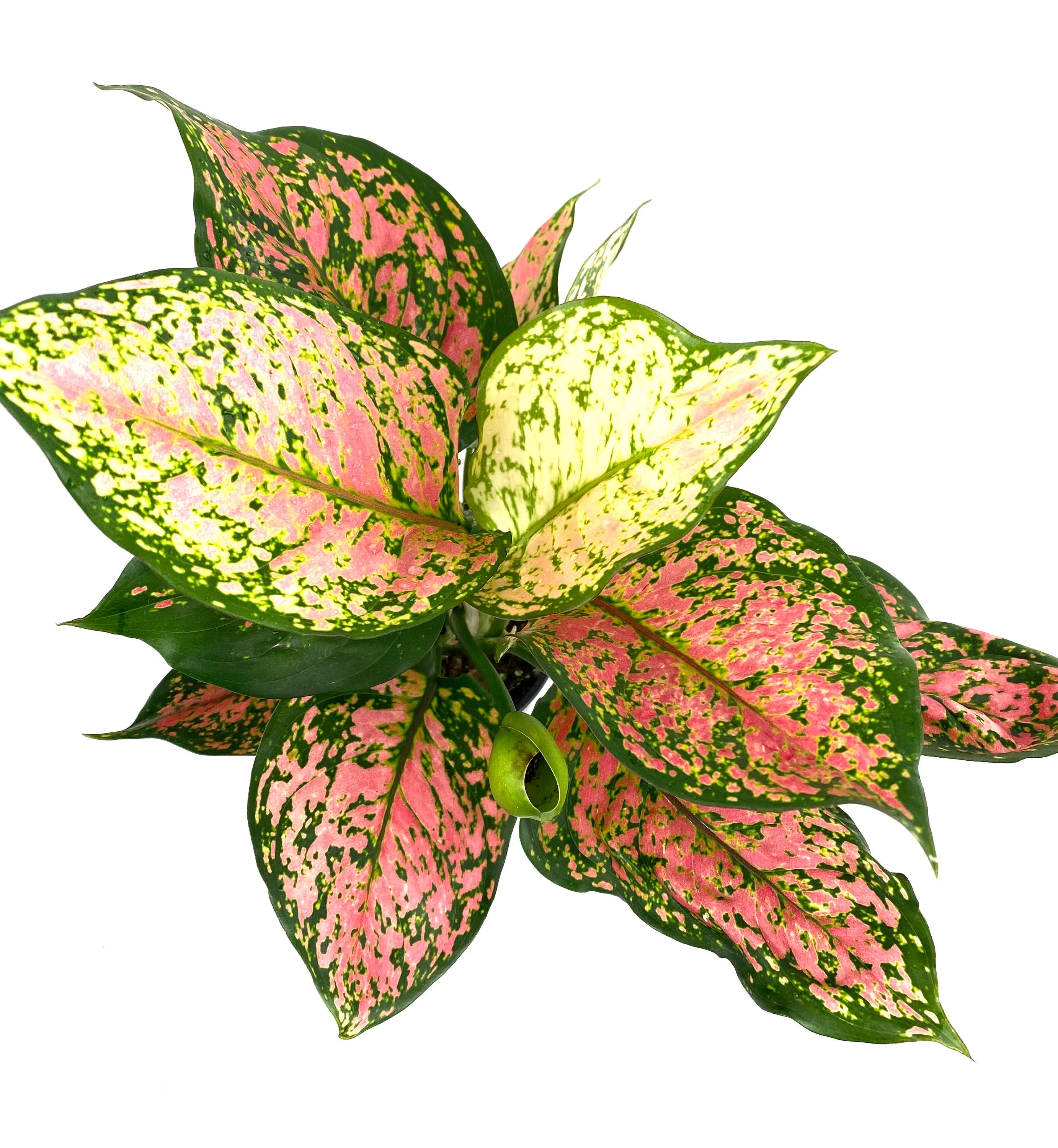 Aglaonema Red Valentine, Chinese Evergreen - Image 4