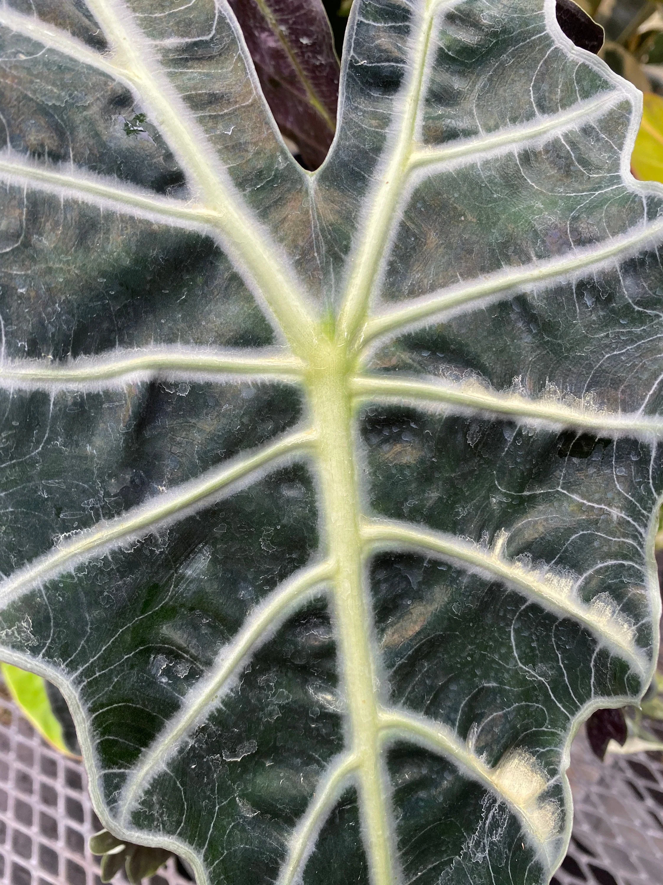 Alocasia Amazonica Polly, African Mask - Image 3