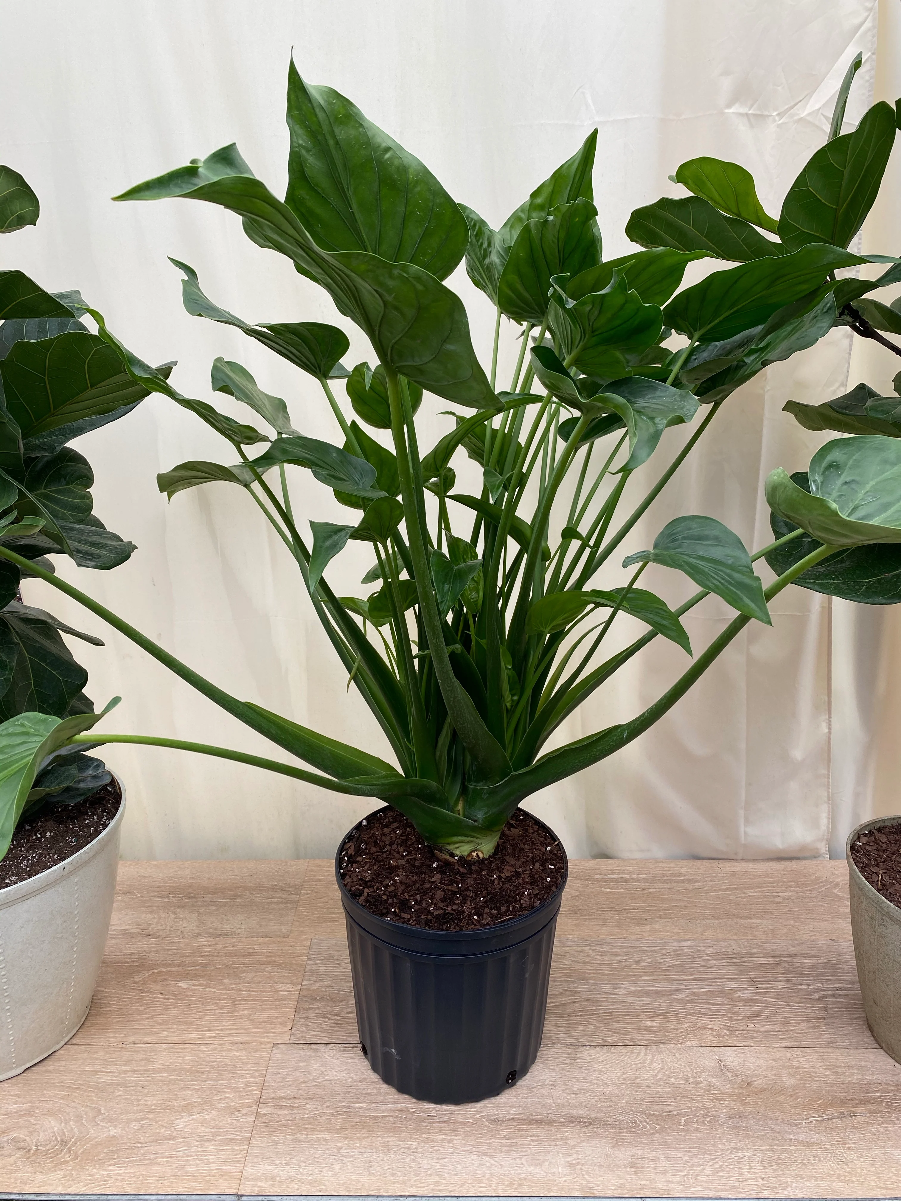 Alocasia cucullata Elephant Ear, Chinese Taro - Image 6