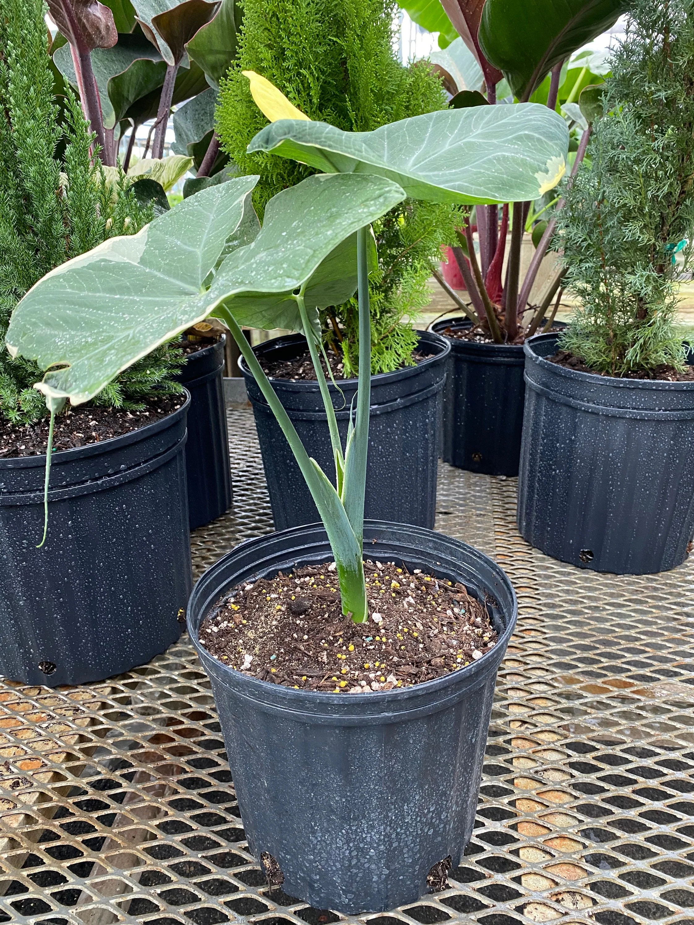 Alocasia Mickey Mouse, Xanthosoma Variegata Stingray, Elephant Ears Live Indoor Plant - Image 4
