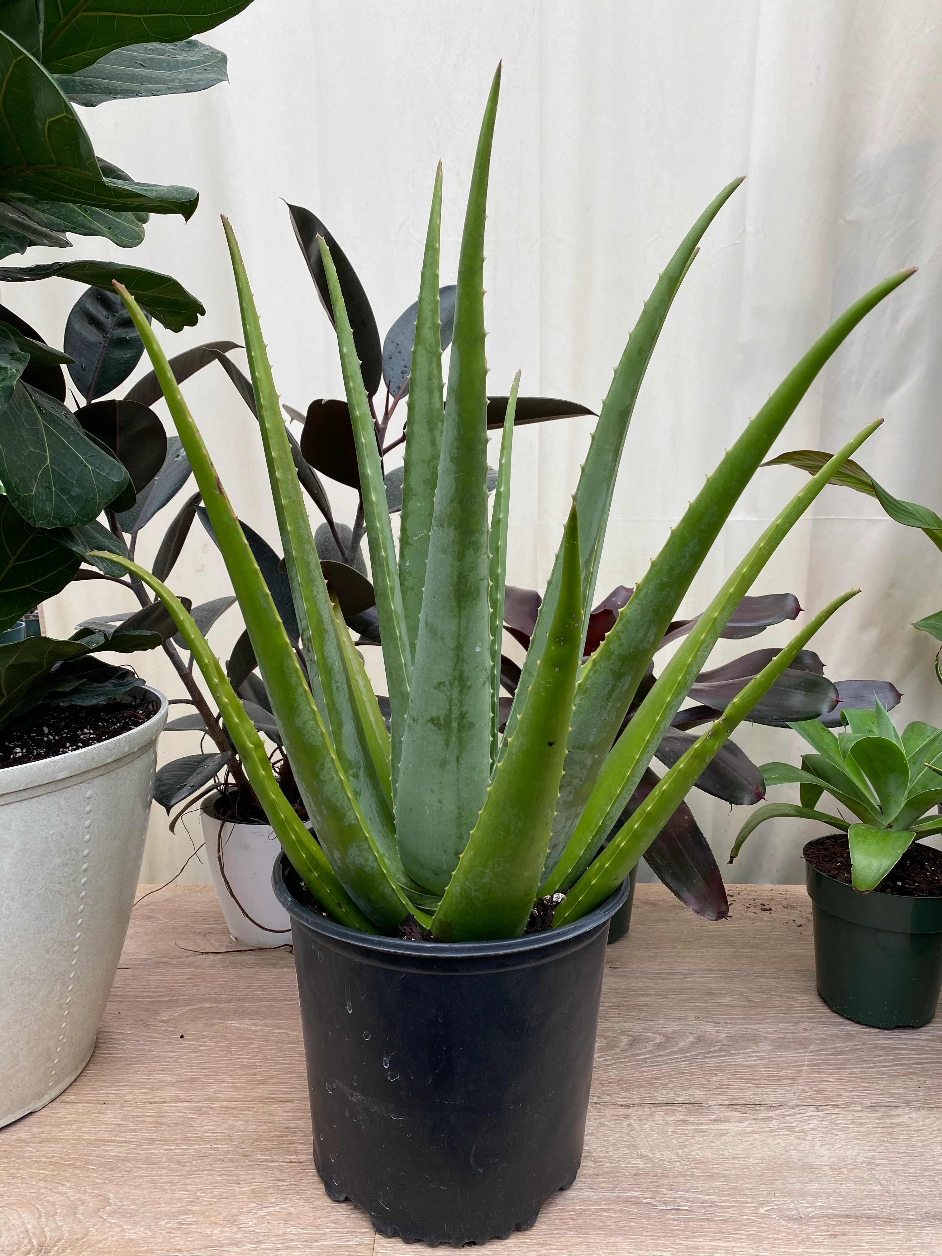 Cactus Aloe Vera Plant - Image 2
