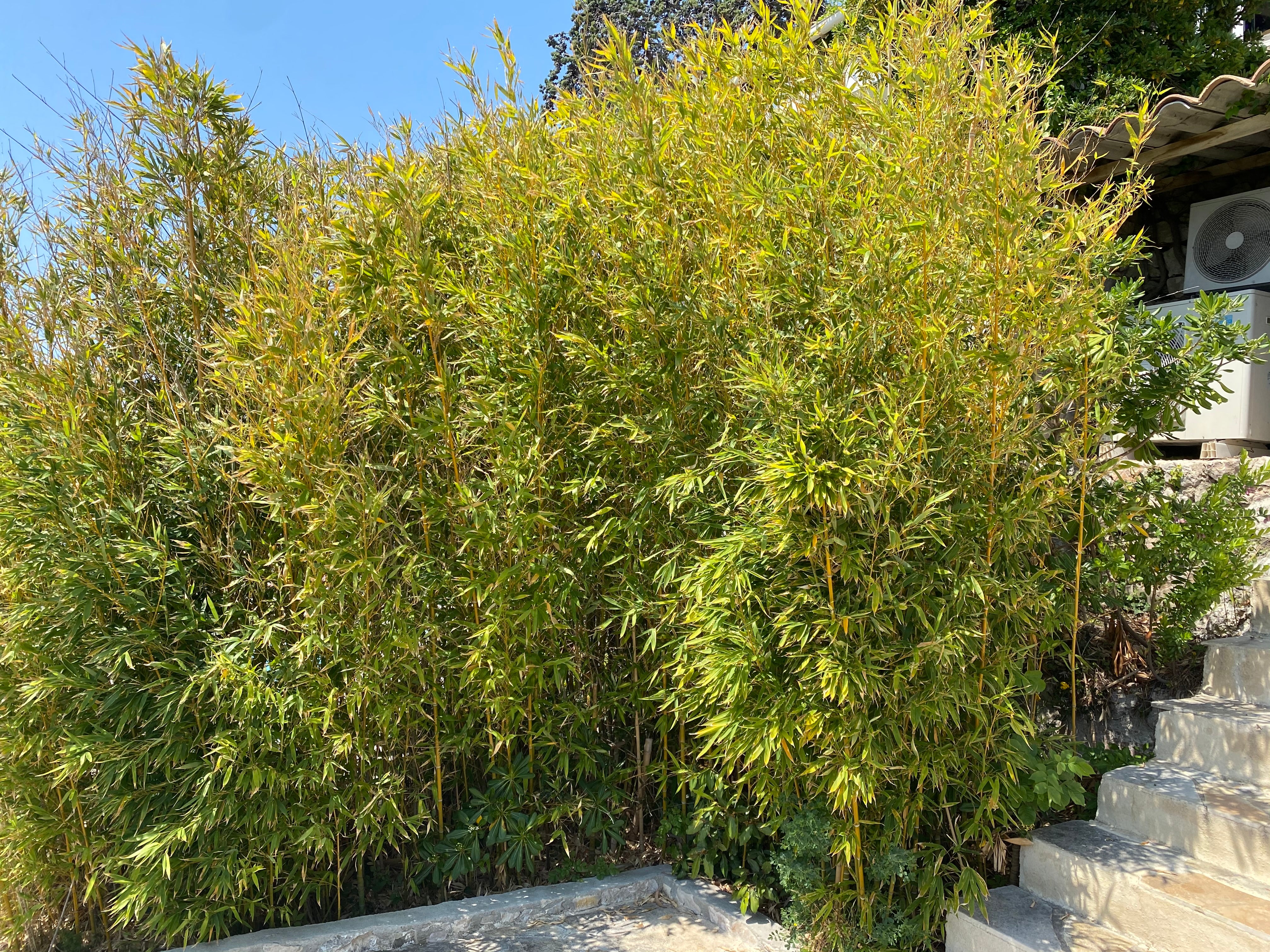 Alphonse Karr Bamboo, Bambusa multiplex - Image 7
