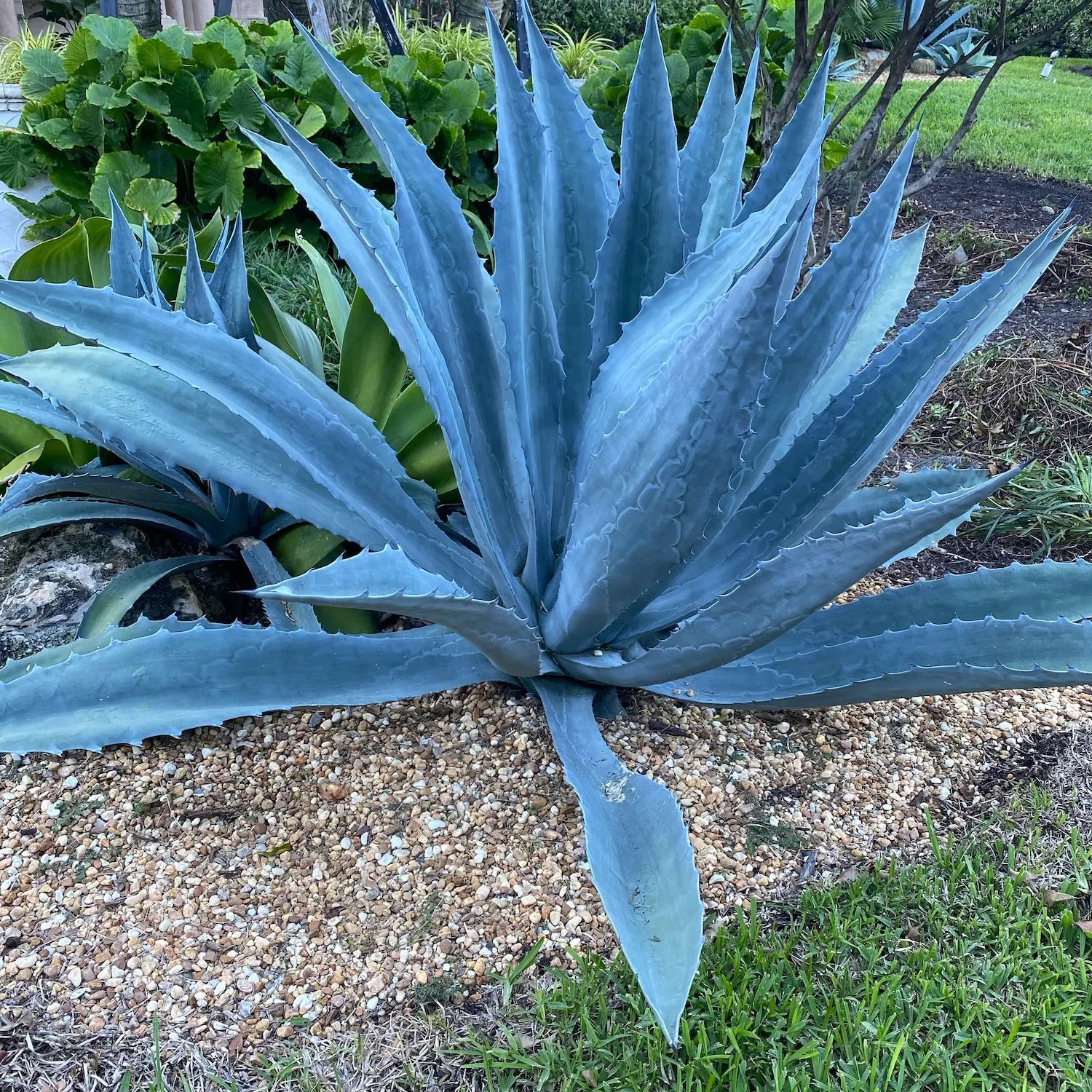 Super Blue Agave Americana, Century Plant - Image 4