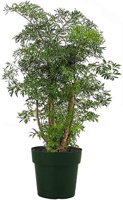 Aralia Parsley Tree, Polyscias Fruticosa - Image 4