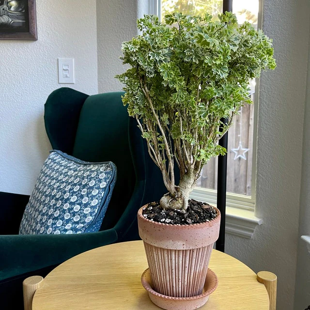 Aralia Ming Gold Bonsai Tree, Aralia Parsley, Live Plant - Image 4