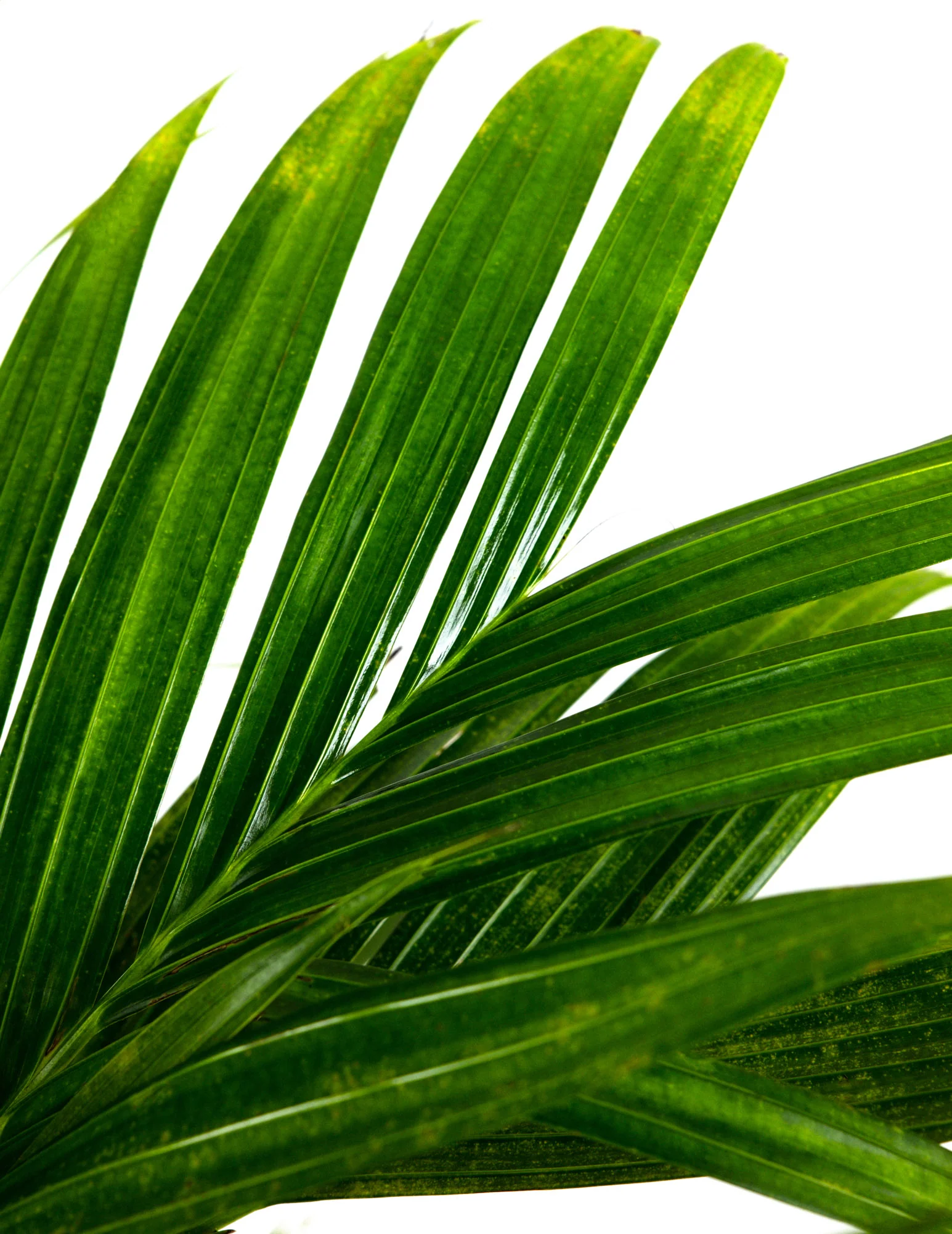 Areca Vestiaria, Orange Crownshaft Palm, Rare and Exotic - Image 4