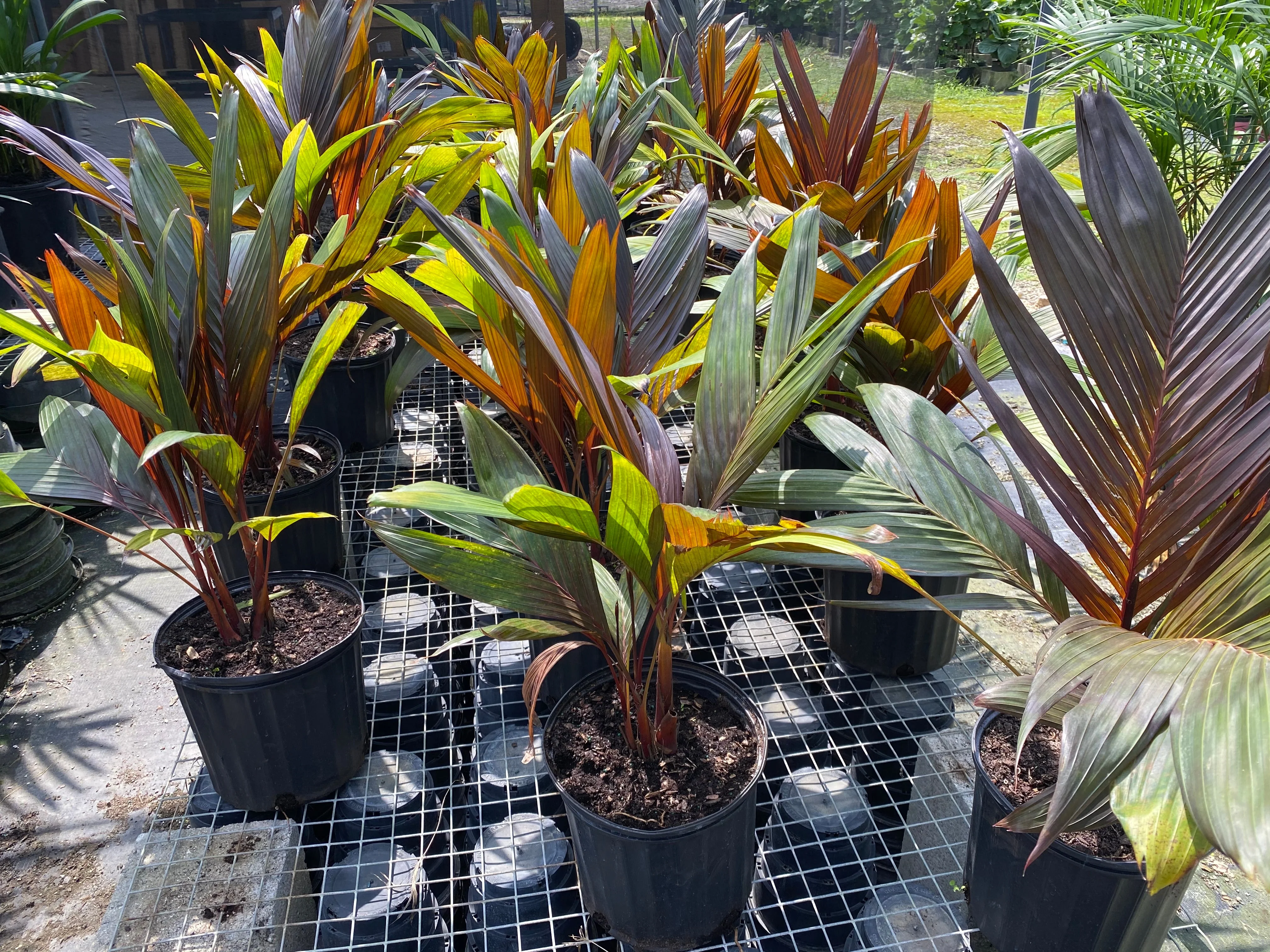 Areca Vestiaria, Red Crownshaft Palm, Rare and Exotic - Image 12