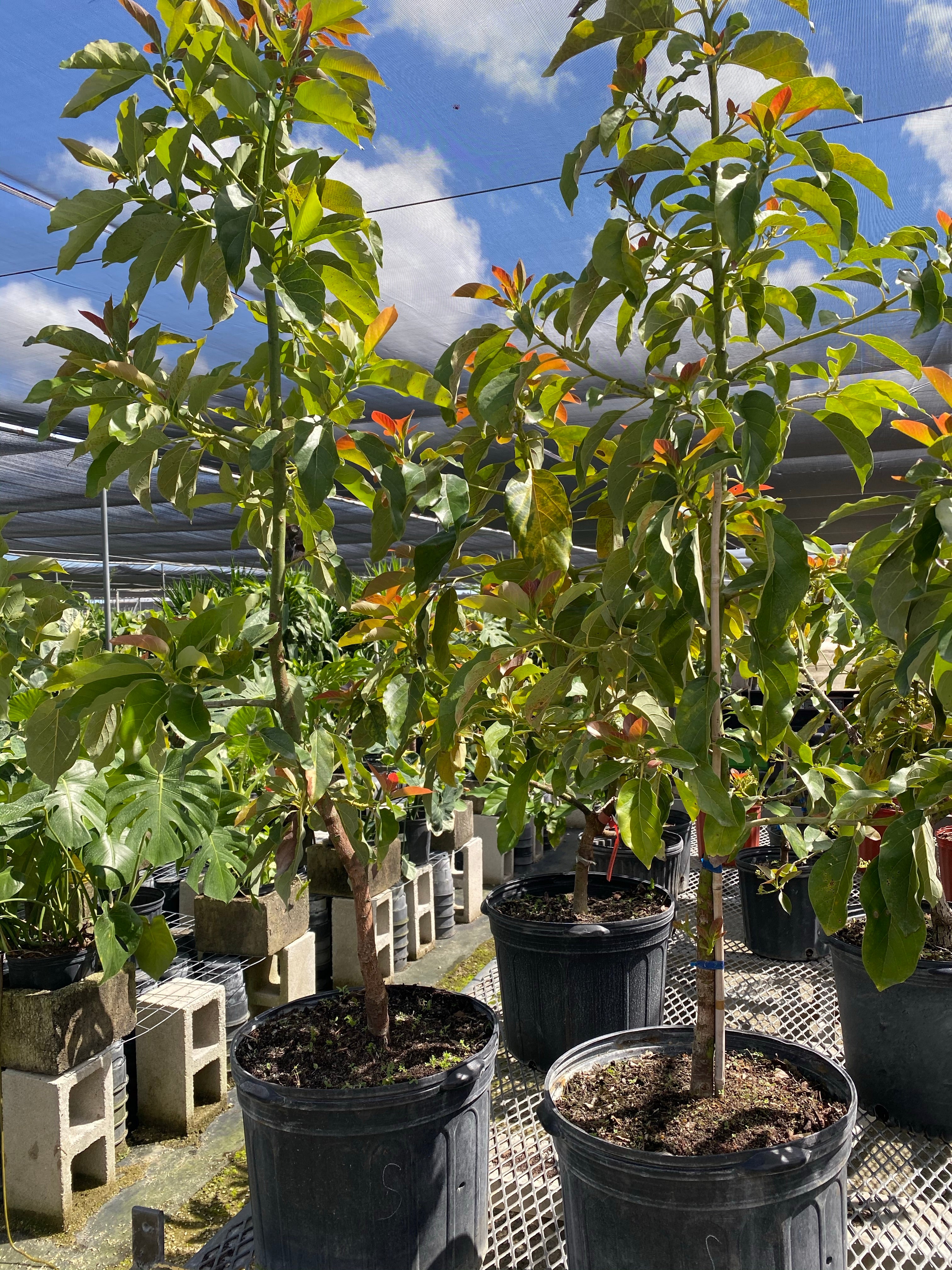 Avocado Fruit Tree Cold Hardy, Persea Americana - Image 5