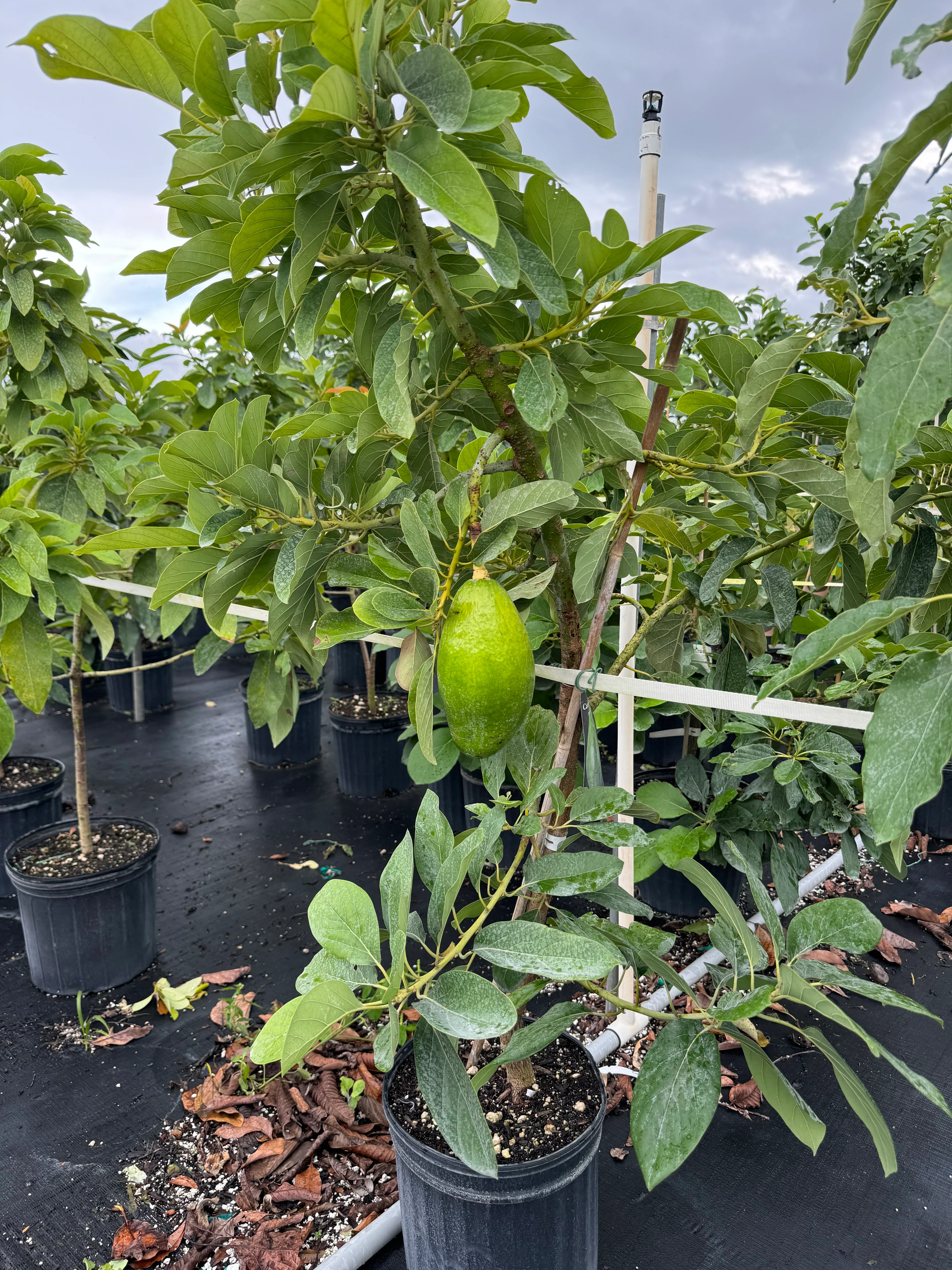 Avocado Fruit Tree Cold Hardy, Persea Americana - Image 8