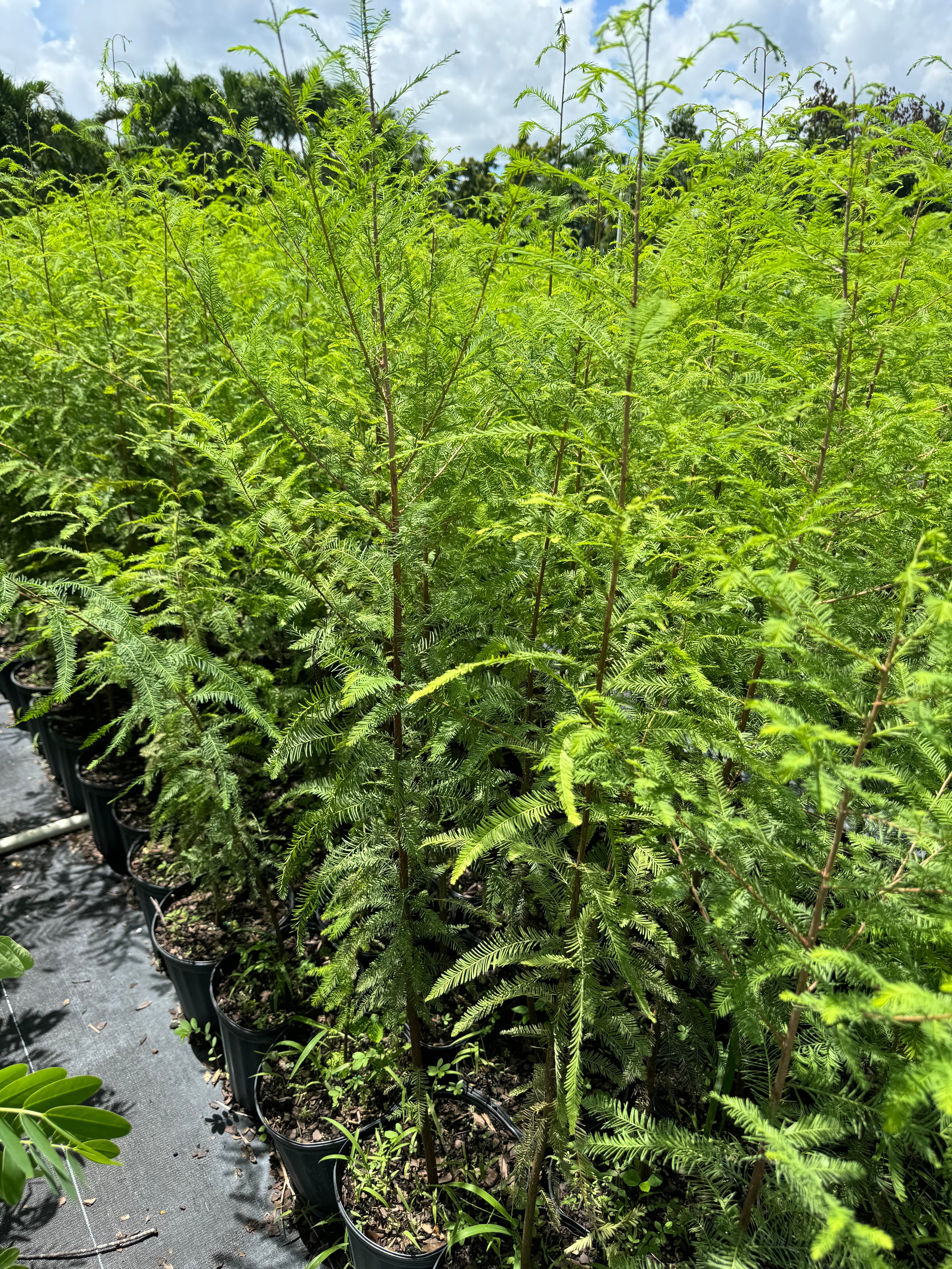 Bald Cypress, Shade Tree, Taxodium Distichum - Image 2