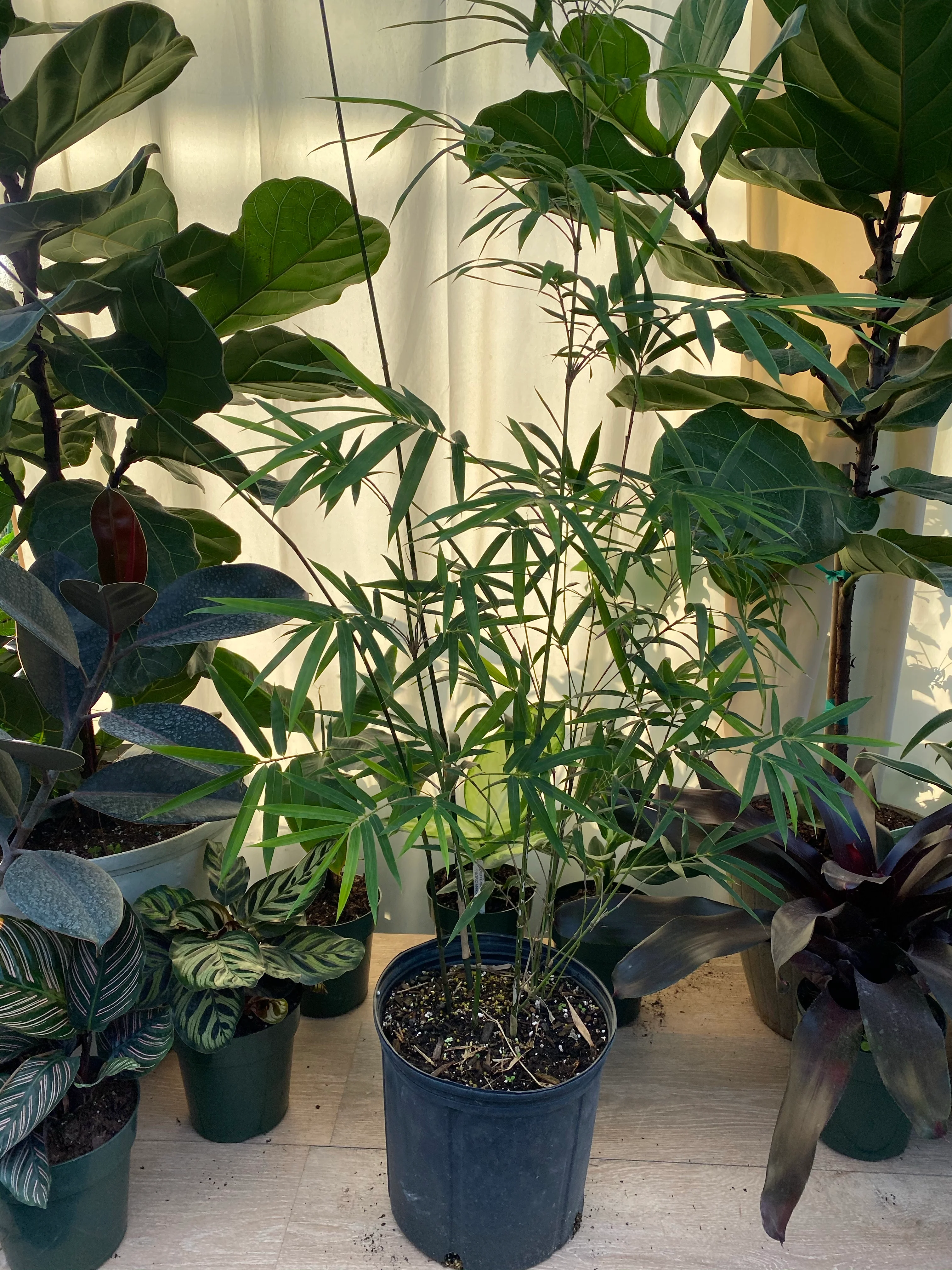Weaver's Bamboo RG Dwarf - Image 4