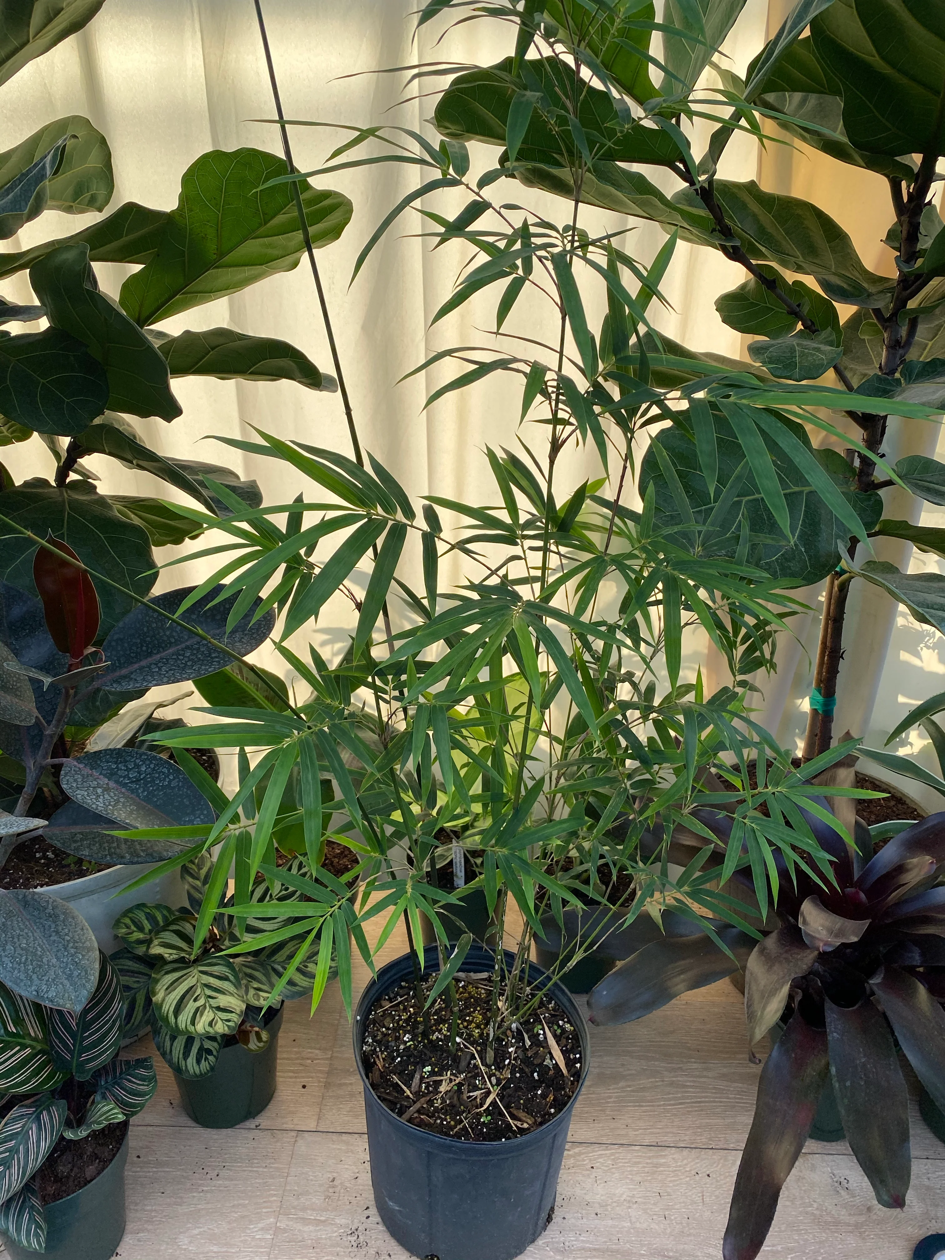 Weaver's Bamboo RG Dwarf - Image 5