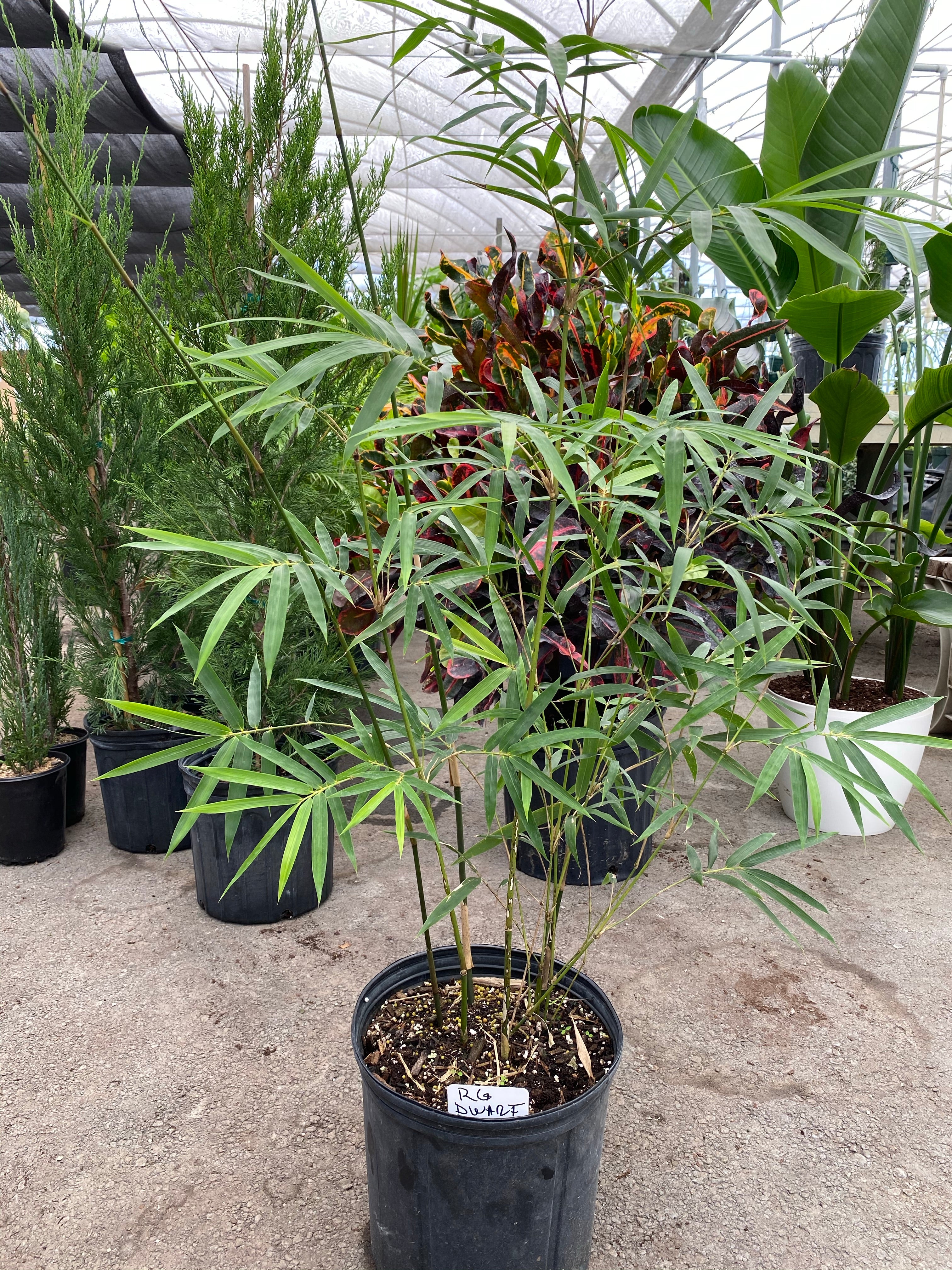 Weaver's Bamboo RG Dwarf - Image 7