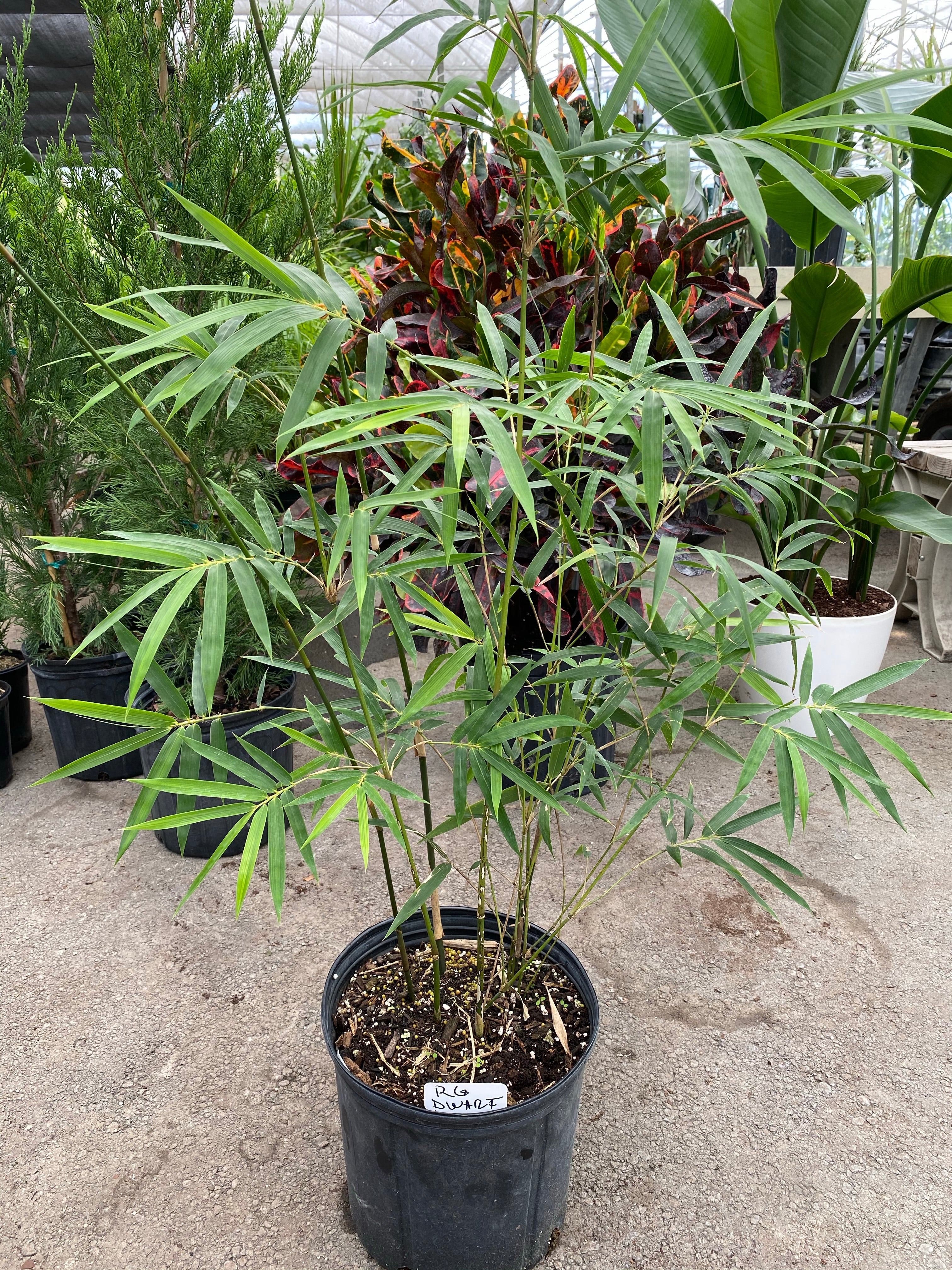 Weaver's Bamboo RG Dwarf - Image 9