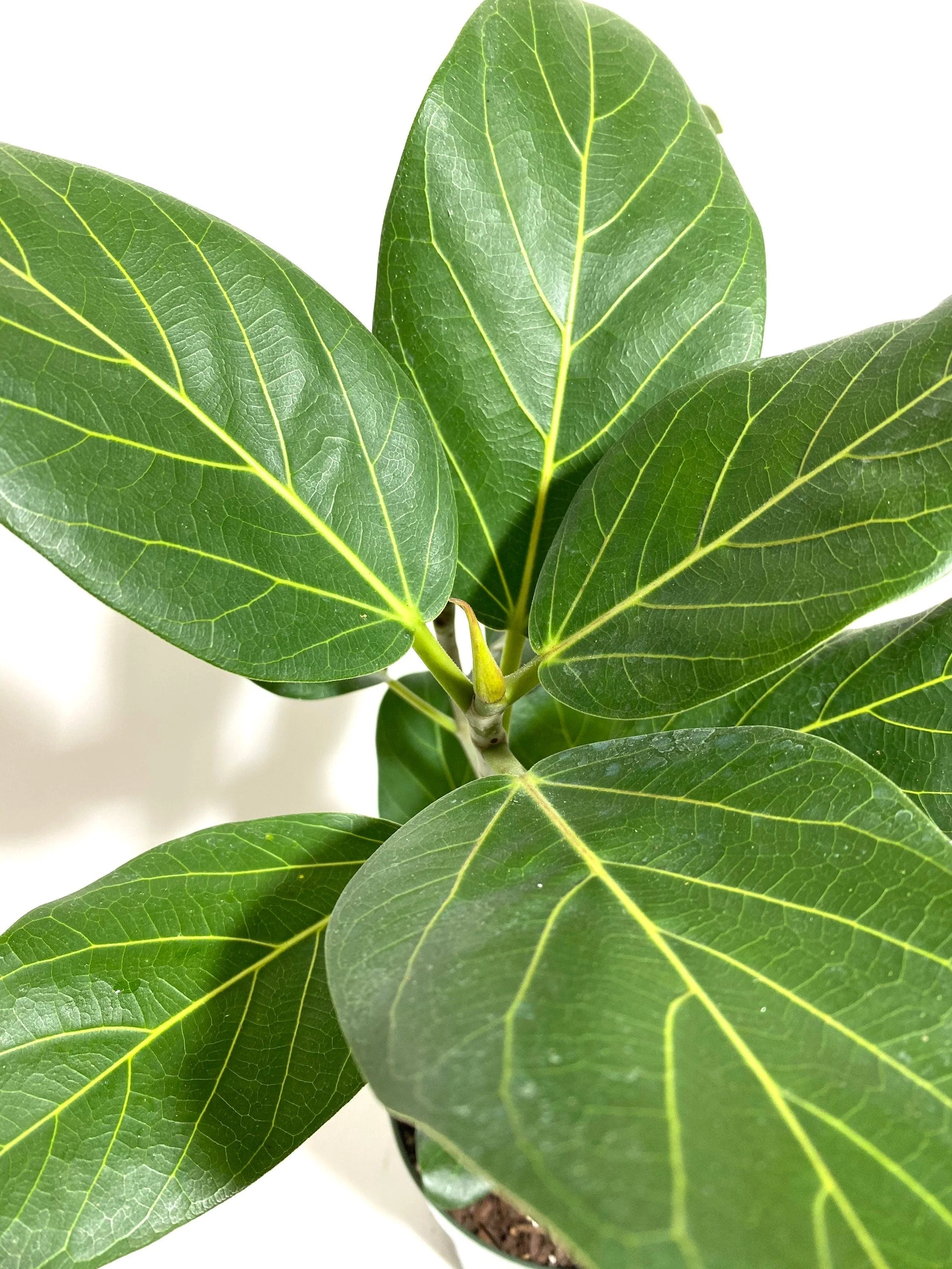 Ficus Banyan Tree Form Double Stem, Ficus Benghalensisis - Image 5