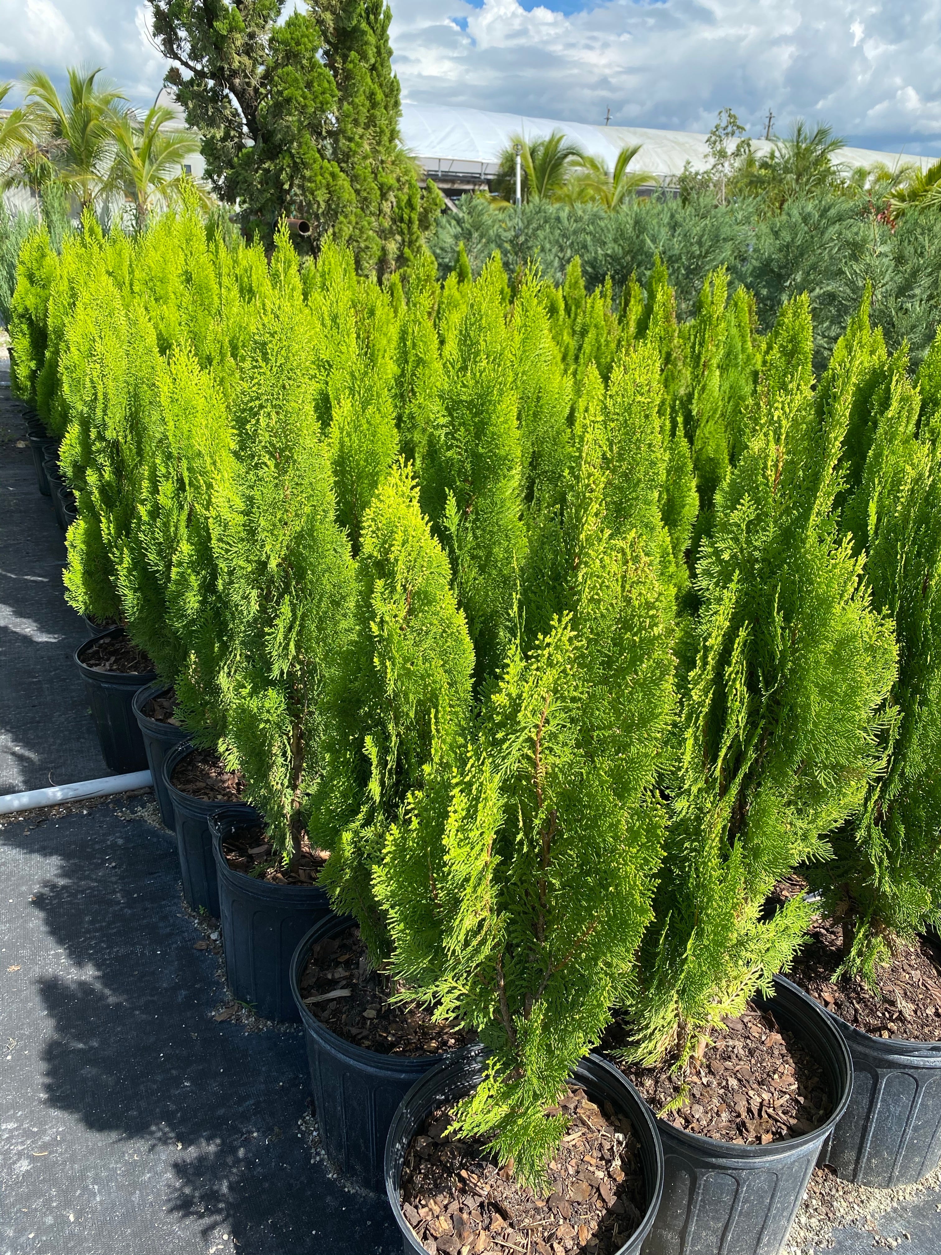 Bercksman Golden Arborvitae - Image 9