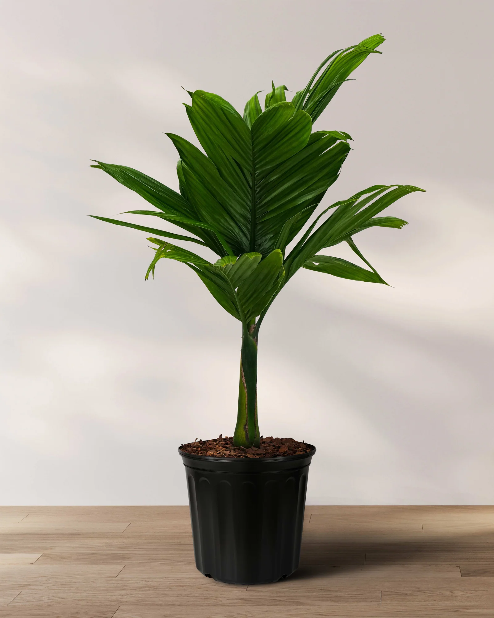 Areca Catechu 'dwarf', Betelnut Palm Tree, Rare and Exotic - Image 8