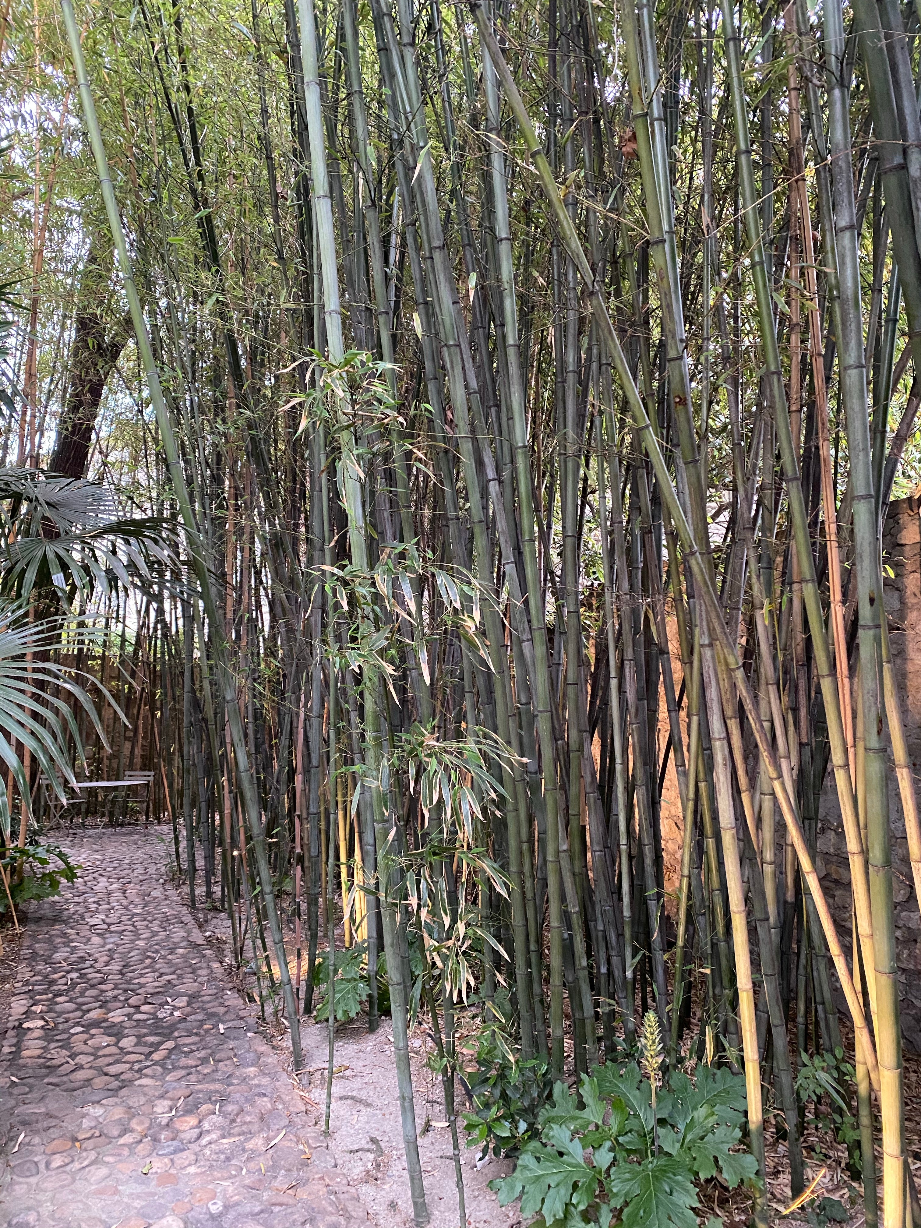 Black Bamboo Timor, Bambusa Lako - Image 6