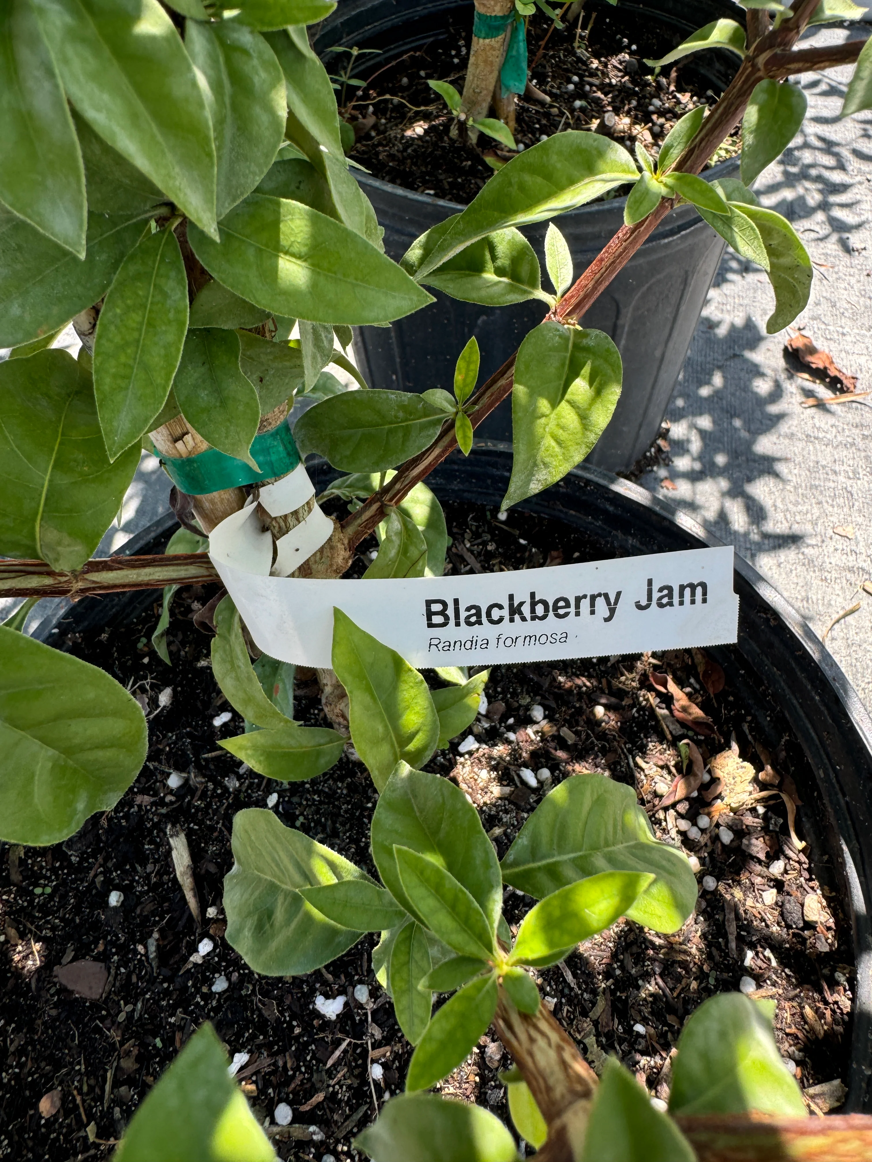 Blackberry Jam Fruti Tree, Randia Formosa - Image 2