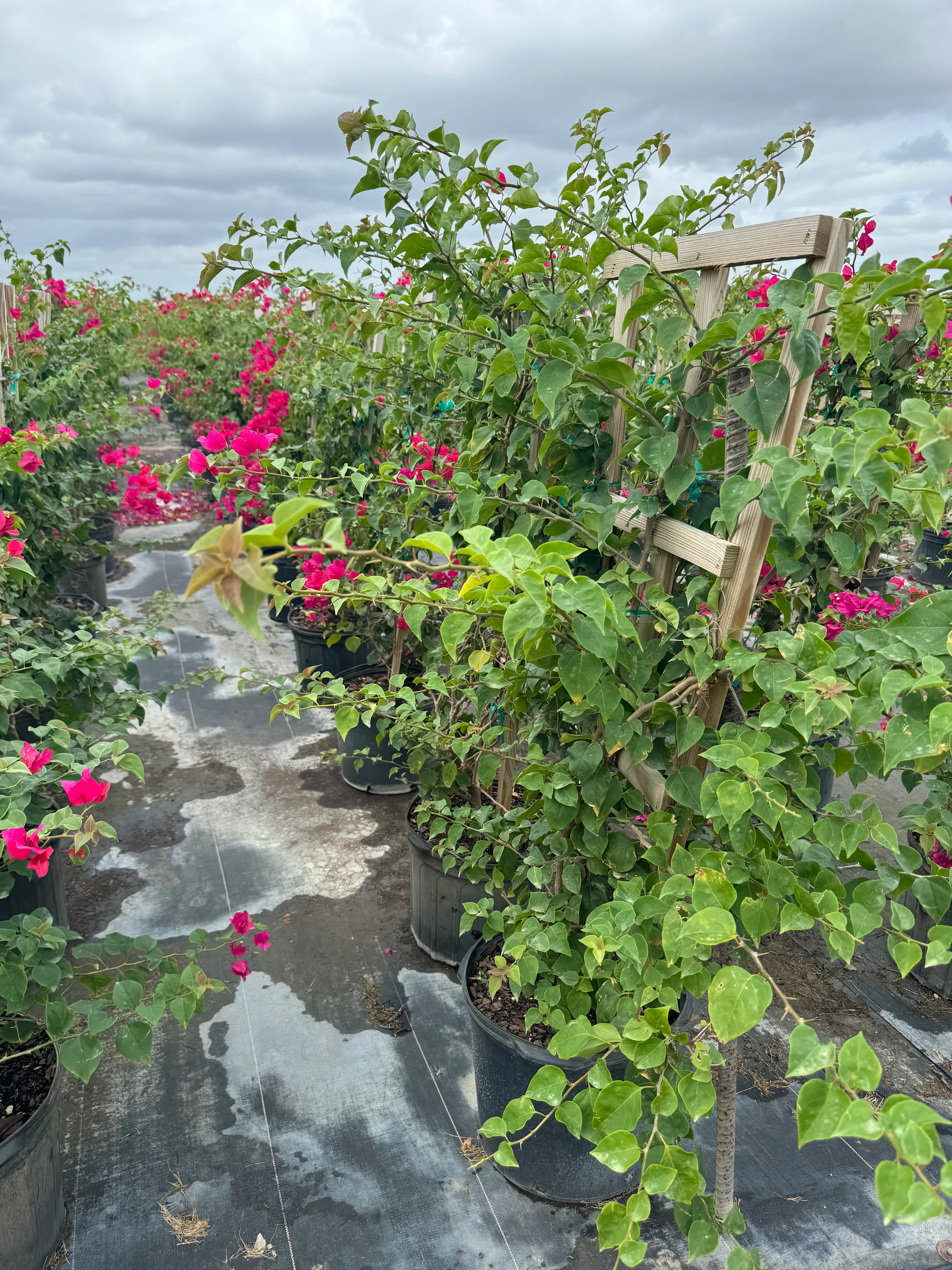 Bougainvillea Red Flower in Trellis, Barbara Karst Red Flowering Tree - Image 5