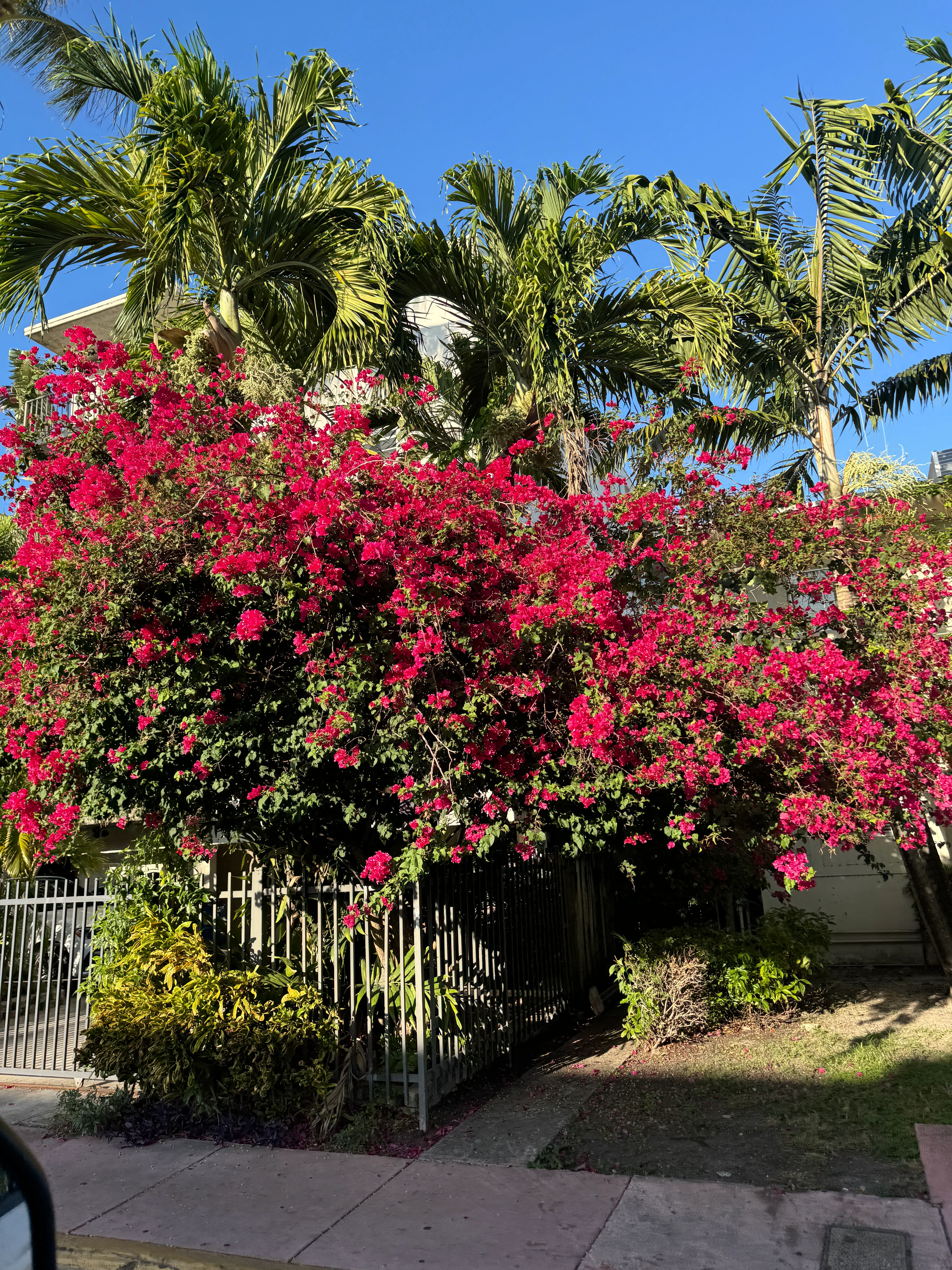 Bougainvillea Red Flower Bush Form, Barbara Karst Flowering Tree - Image 9