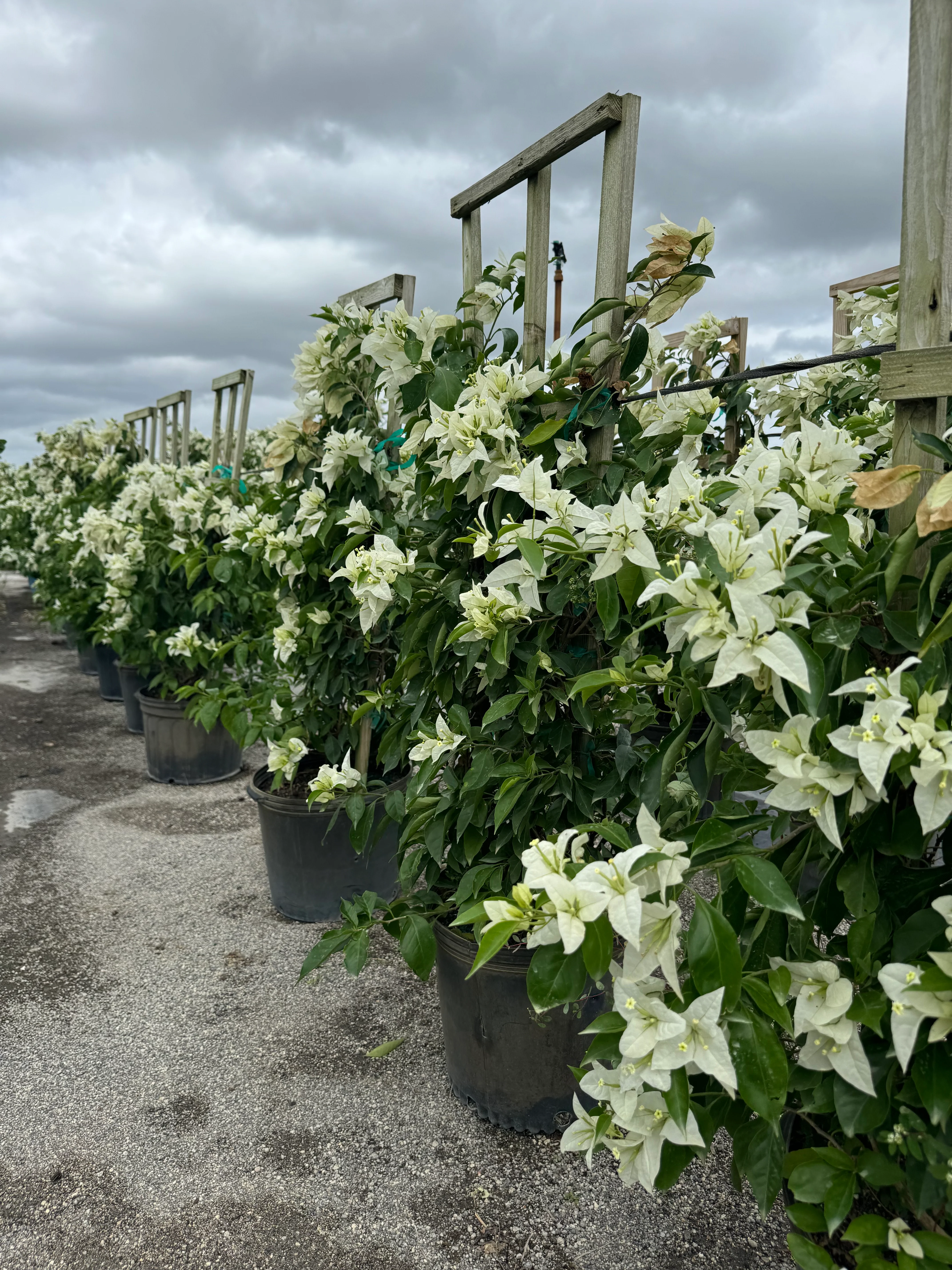 Bougainvillea White Flower Tree in Trellis, Ms. Alice White Flowering Tree - Image 2