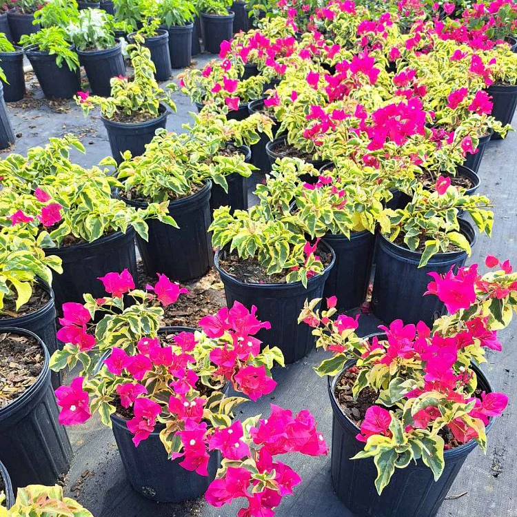 Bougainvillea Variegated Red Flower in Trellis, Pink Pixie Queen Variegated Red Flowering Tree - Image 4