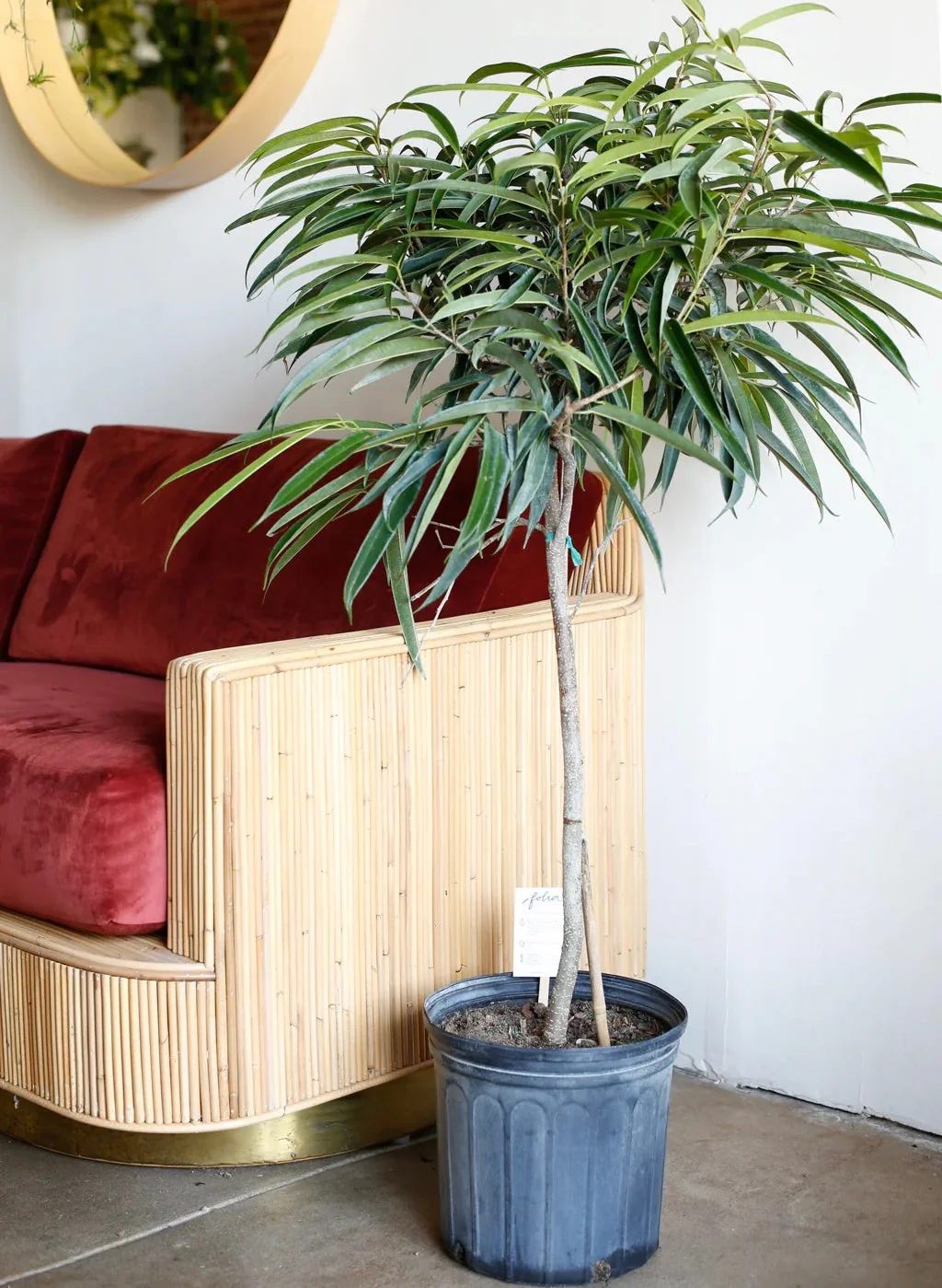 Braided Ficus Alii Tree Form Multi Stem - Image 3