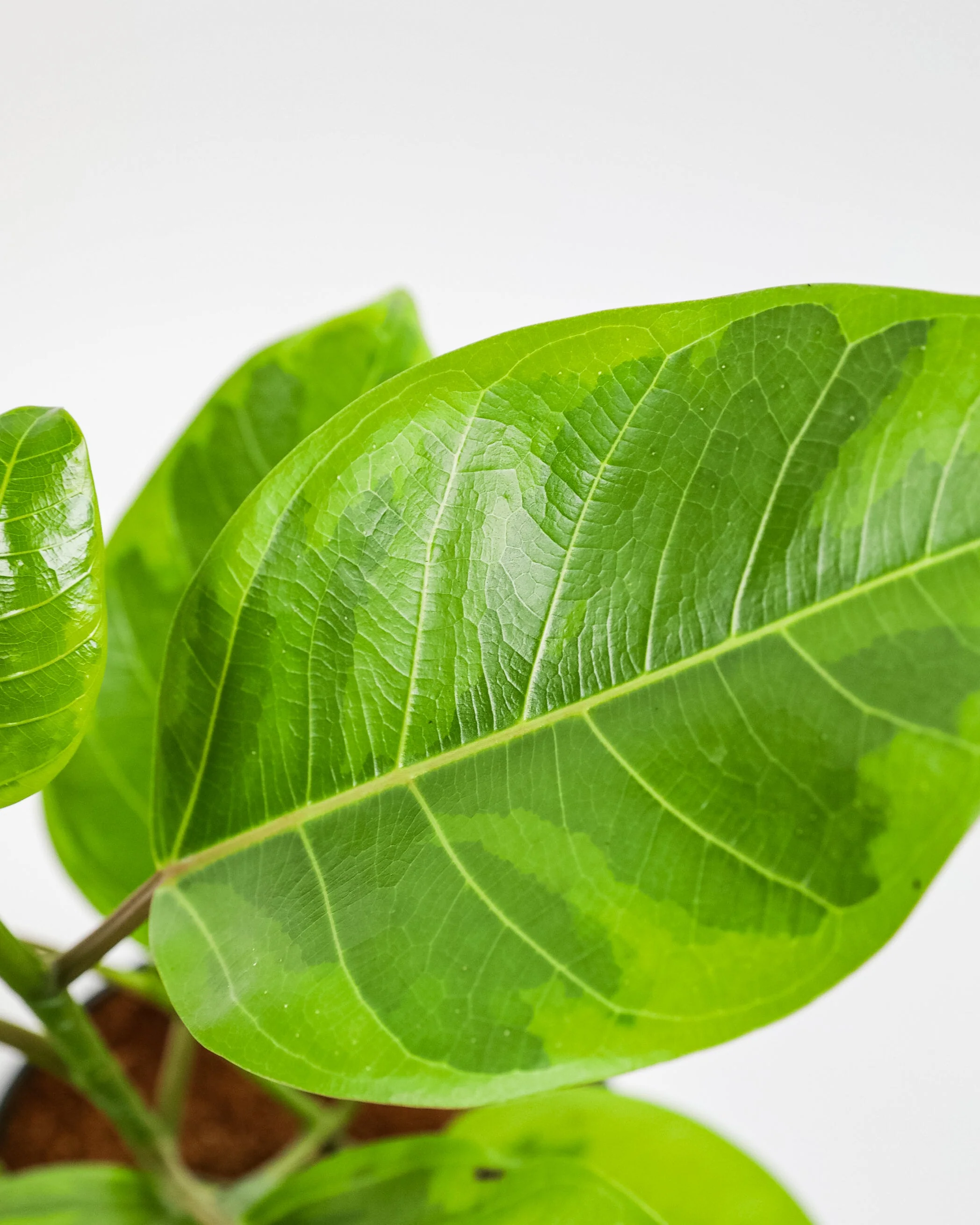 Braided Ficus Altissima Tree Form, Variegated Yellow Gem Rubber Tree - Image 4