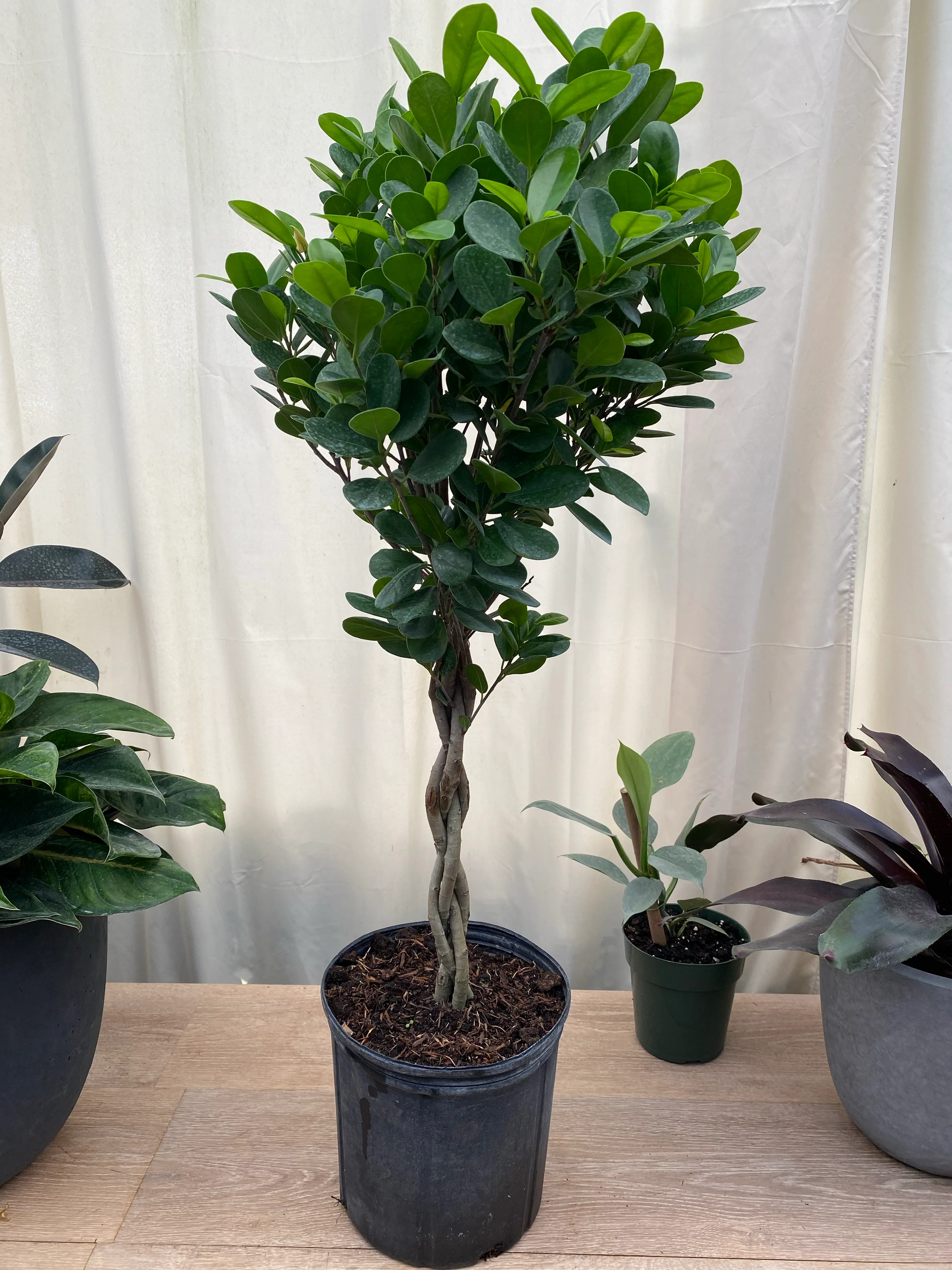 Braided Ficus Moclame Tree Form Multi Stem, Ficus Microcarpa Daniella - Image 3