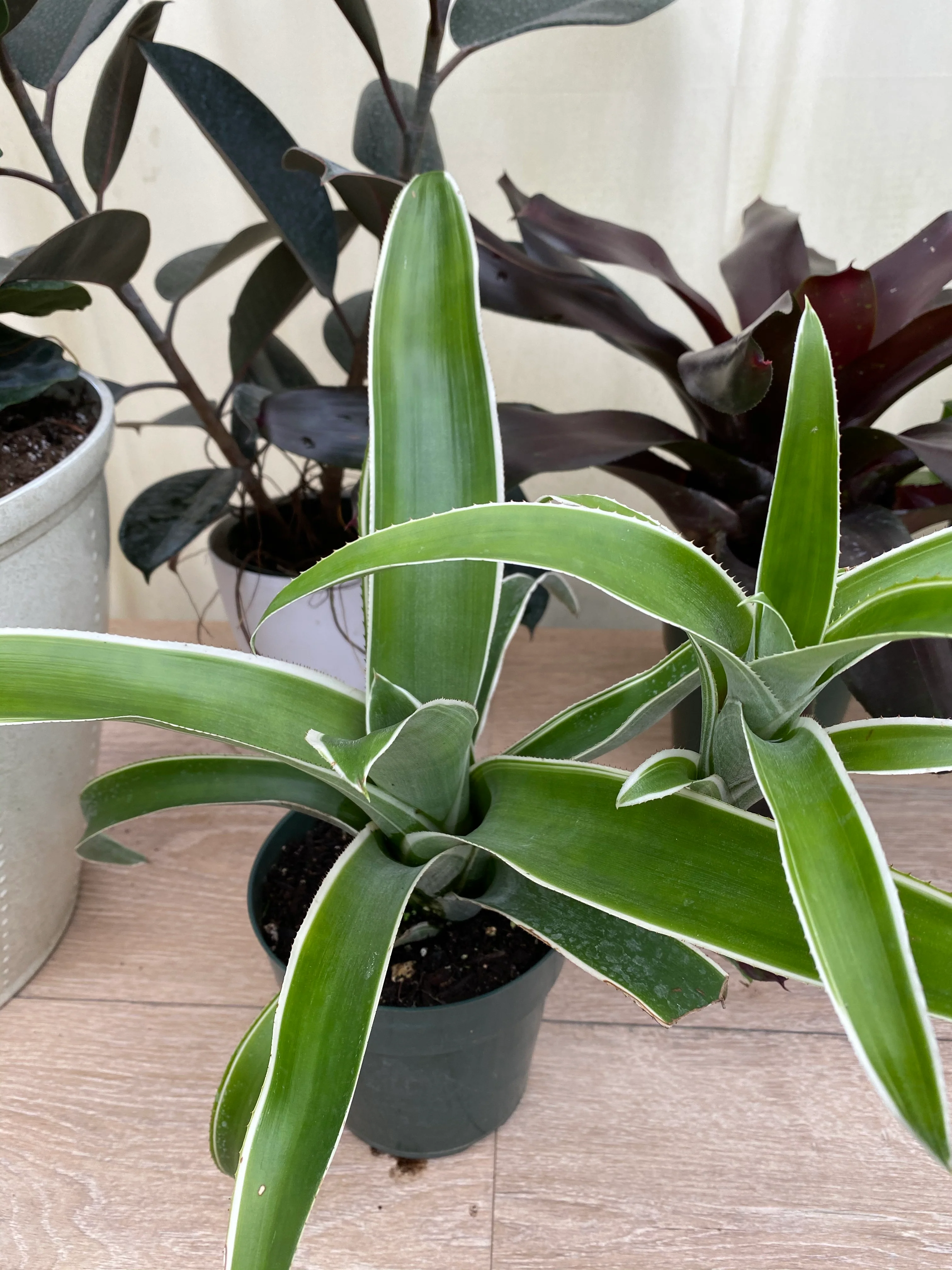 Bromeliad, Aechmea Green white edges - Image 4