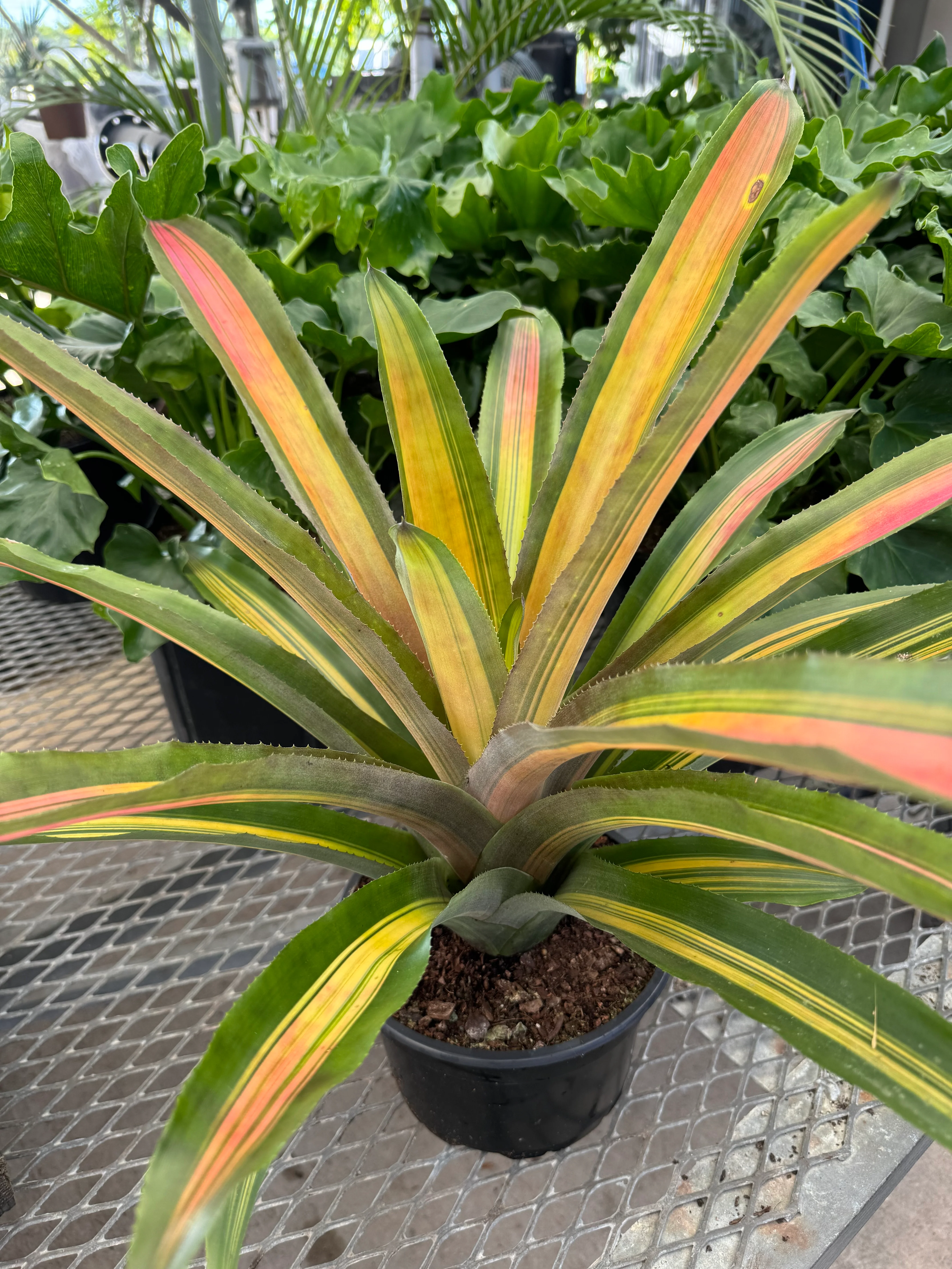 Bromeliad, Aechmea Alvarez Variegated - Image 5