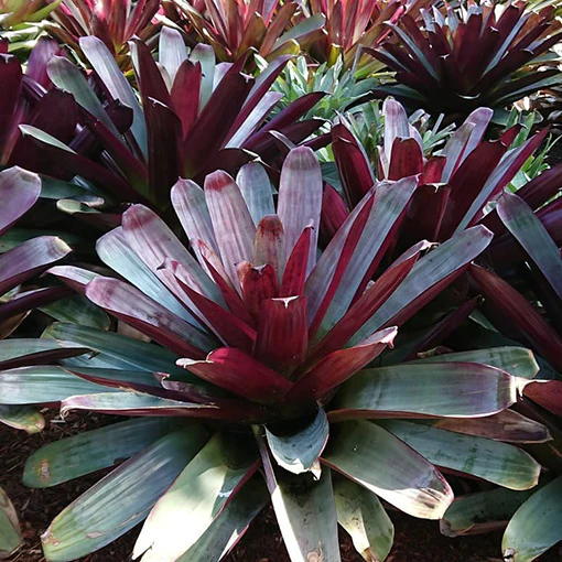 Bromeliad Alcantarea imperialis - Image 3