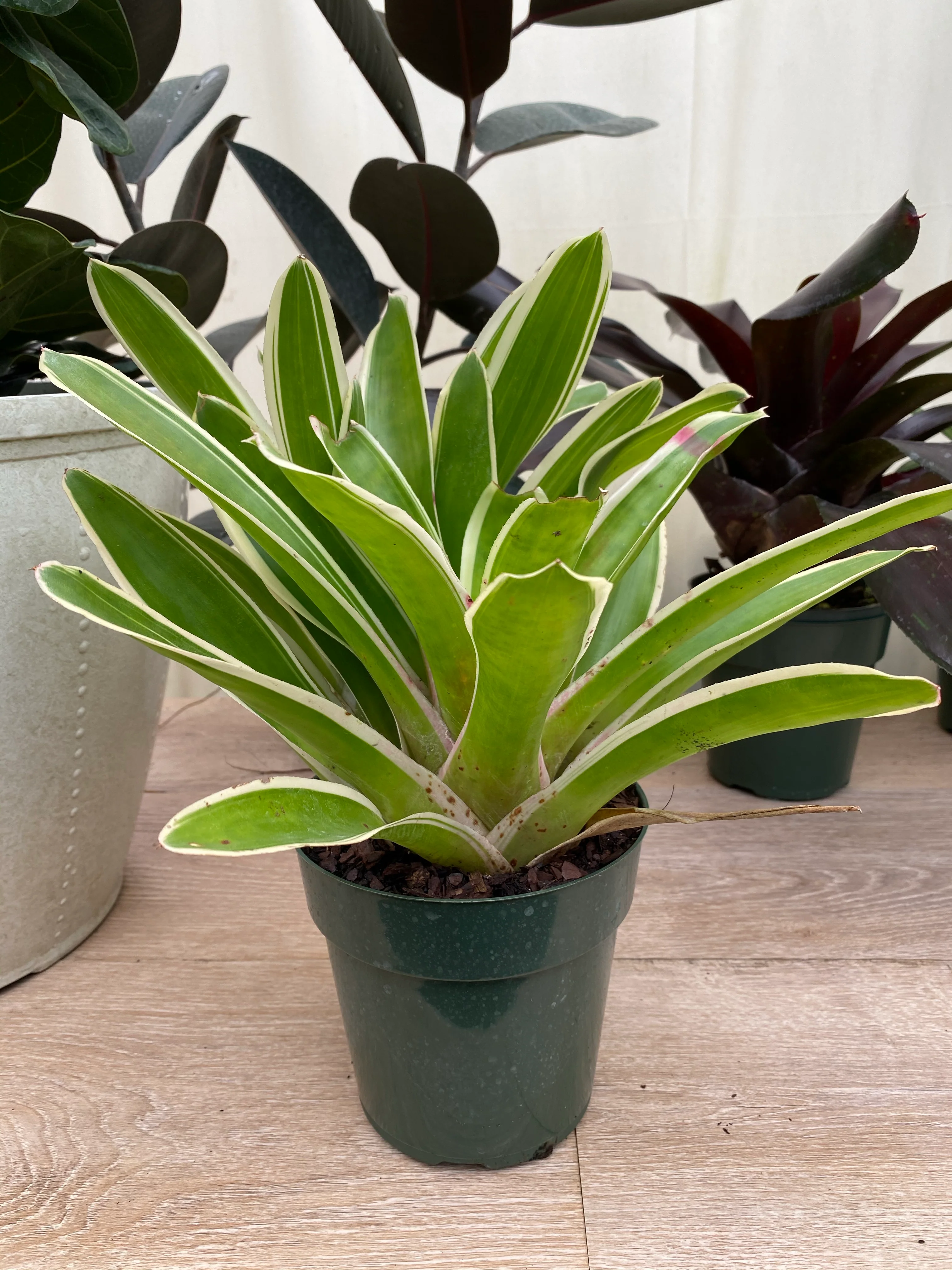 Bromeliad, Neoregelia Bossa Nova - Image 3
