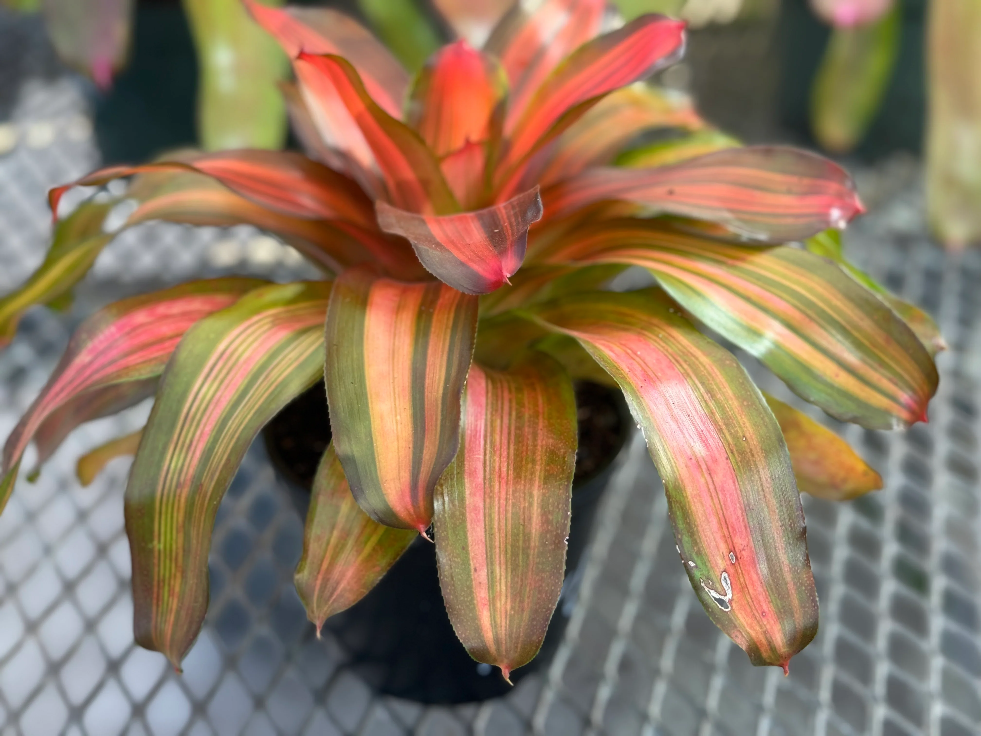 Bromeliad, Neoregelia Freddy - Image 4