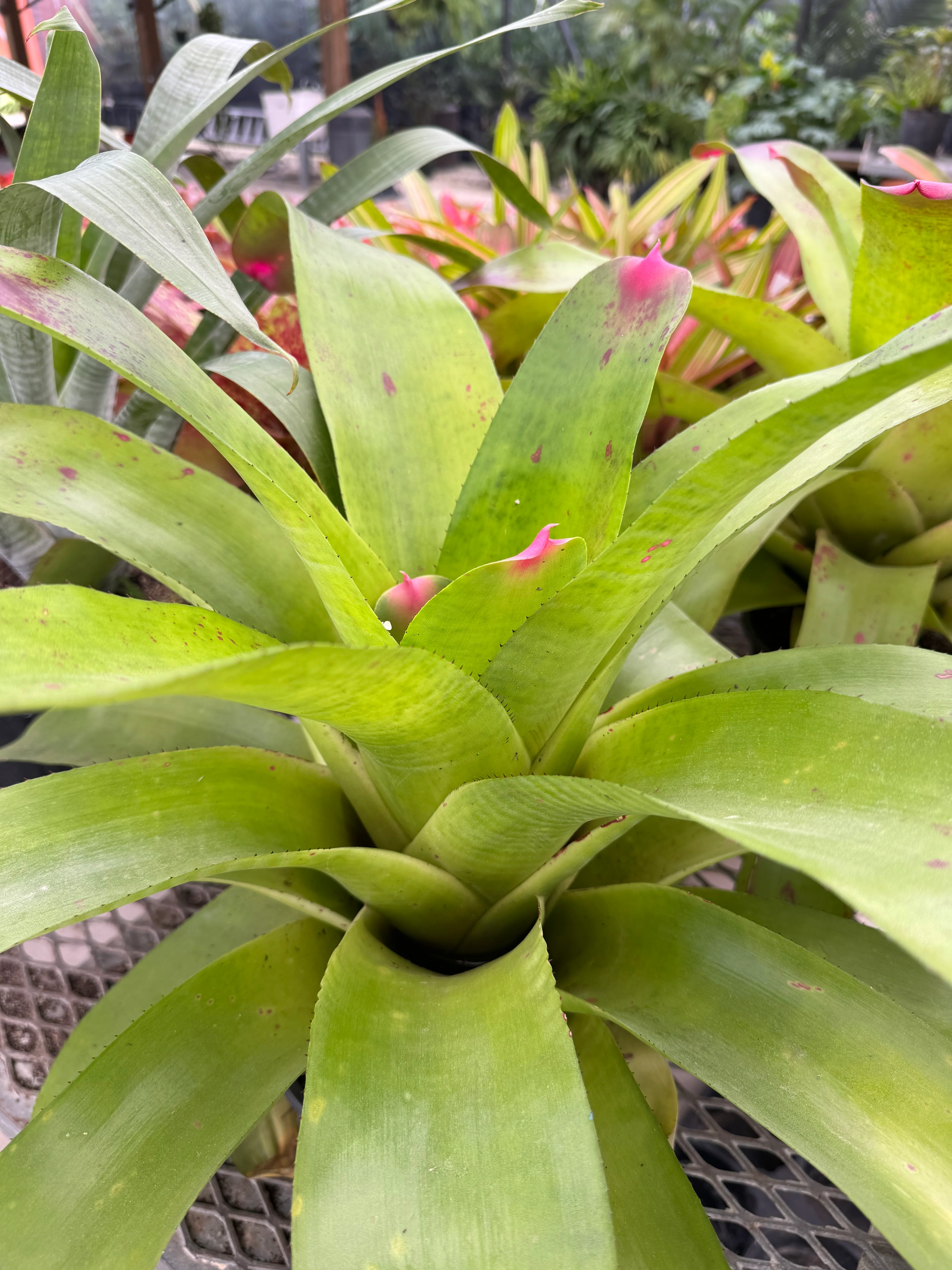Bromeliad, Neoregelia Johannis - Image 2